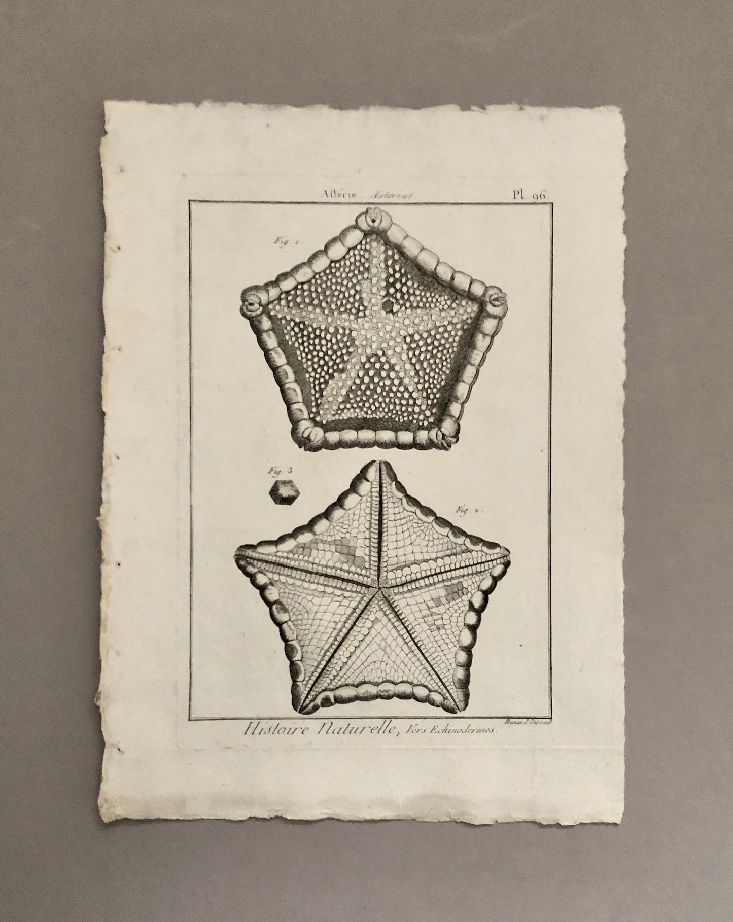 A Set of Six Original Engravings of Starfish. From The Tableau Encyclopedique . Circa 1790. Size: 31.5 x 23 cms.