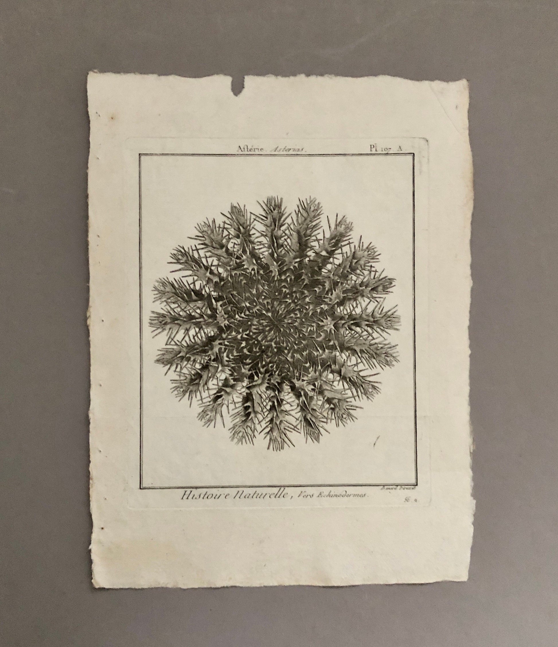 A Set of Six Original Engravings of Starfish. From The Tableau Encyclopedique . Circa 1790. Size: 31.5 x 23 cms.