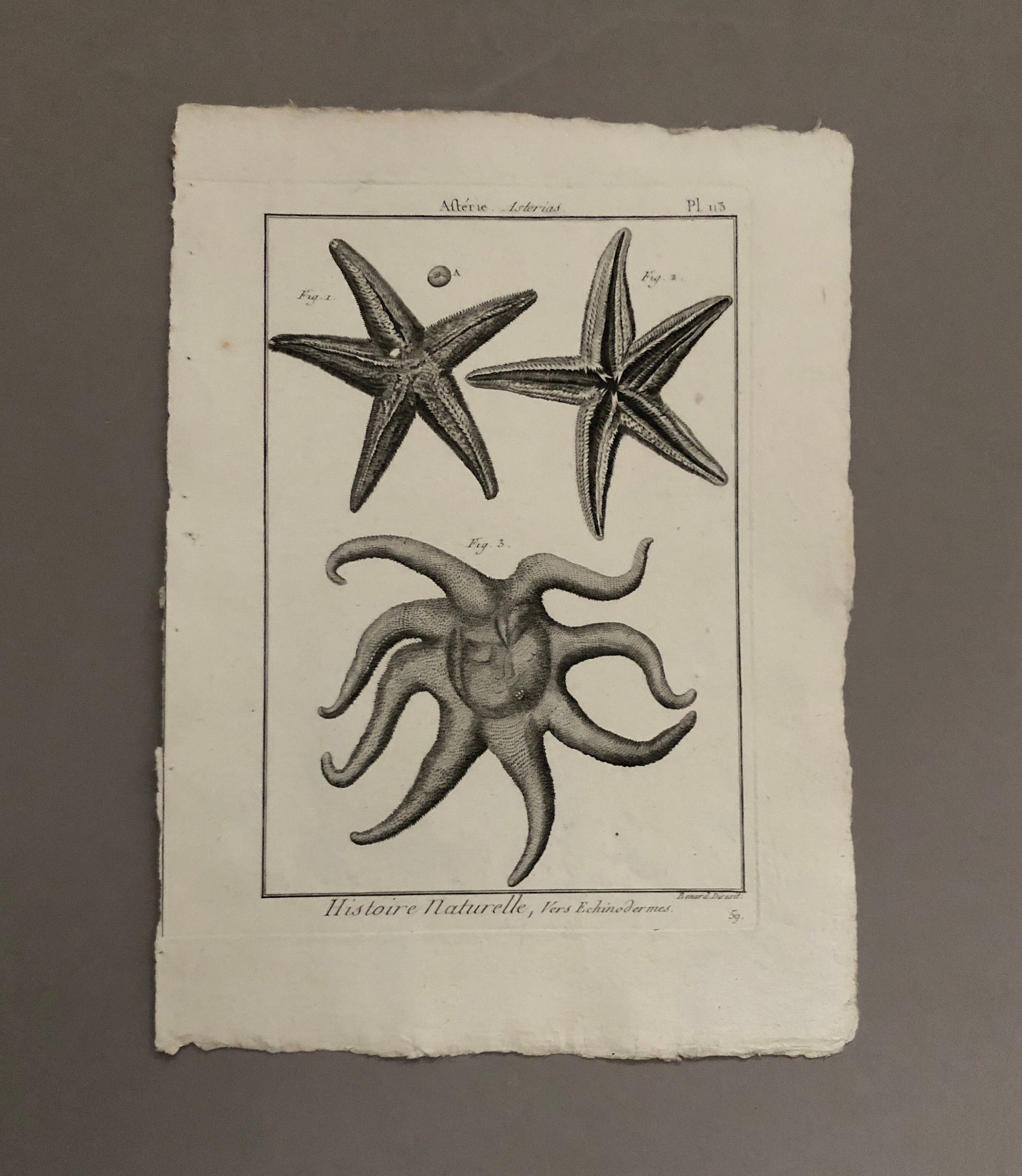 A Set of Six Original Engravings of Starfish. From The Tableau Encyclopedique . Circa 1790. Size: 31.5 x 23 cms.