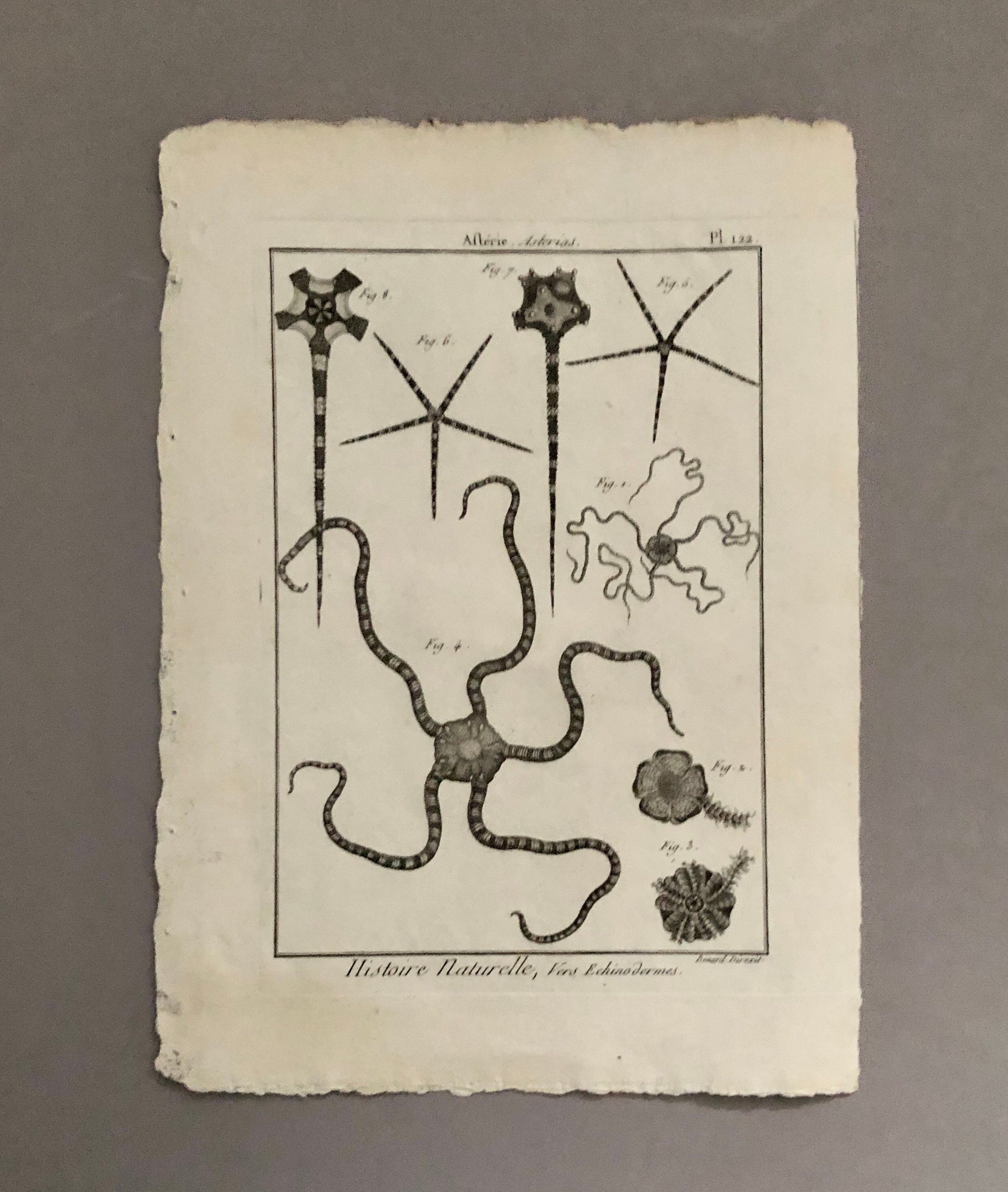 A Set of Six Original Engravings of Starfish. From The Tableau Encyclopedique . Circa 1790. Size: 31.5 x 23 cms.