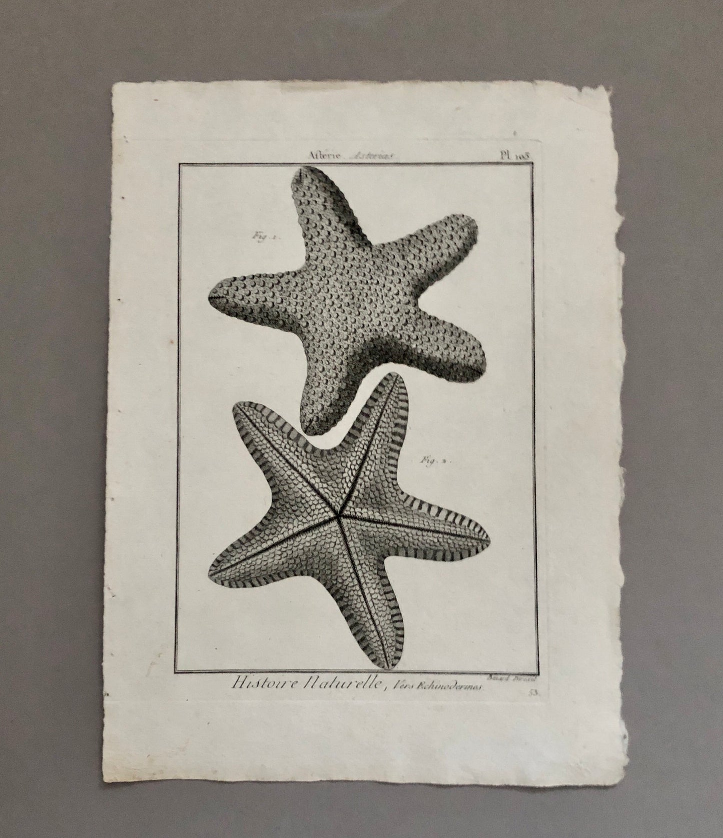 A Set of Six Original Engravings of Starfish. From The Tableau Encyclopedique . Circa 1790. Size: 31.5 x 23 cms.