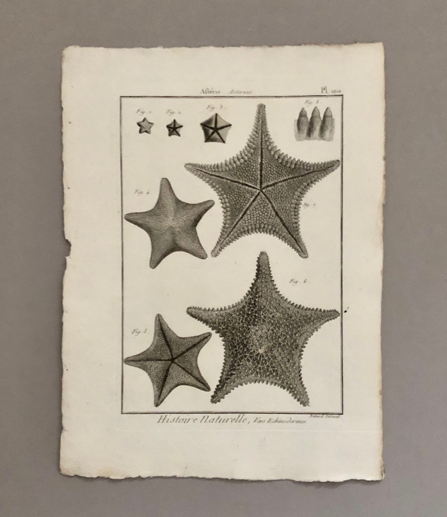 A Set of Six Original Engravings of Starfish. From The Tableau Encyclopedique . Circa 1790. Size: 31.5 x 23 cms.