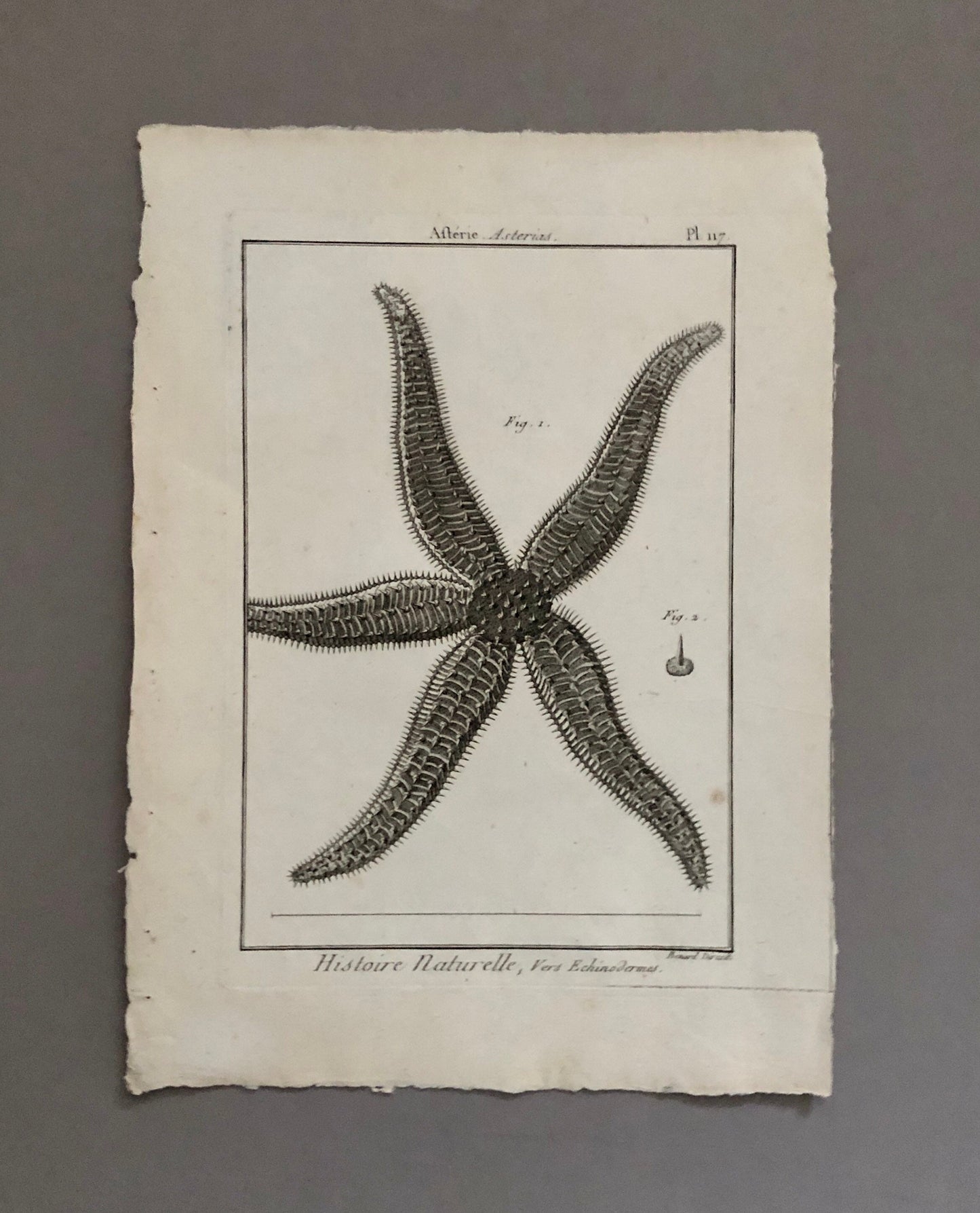 A Set of Six Original Engravings of Starfish. From The Tableau Encyclopedique . Circa 1790. Size: 31.5 x 23 cms.
