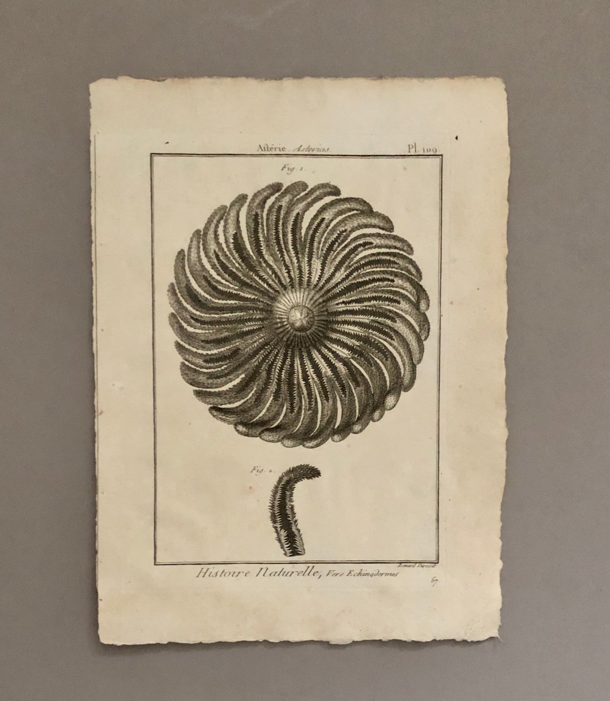 A Set of Six Original Engravings of Starfish. From The Tableau Encyclopedique . Circa 1790. Size: 31.5 x 23 cms.