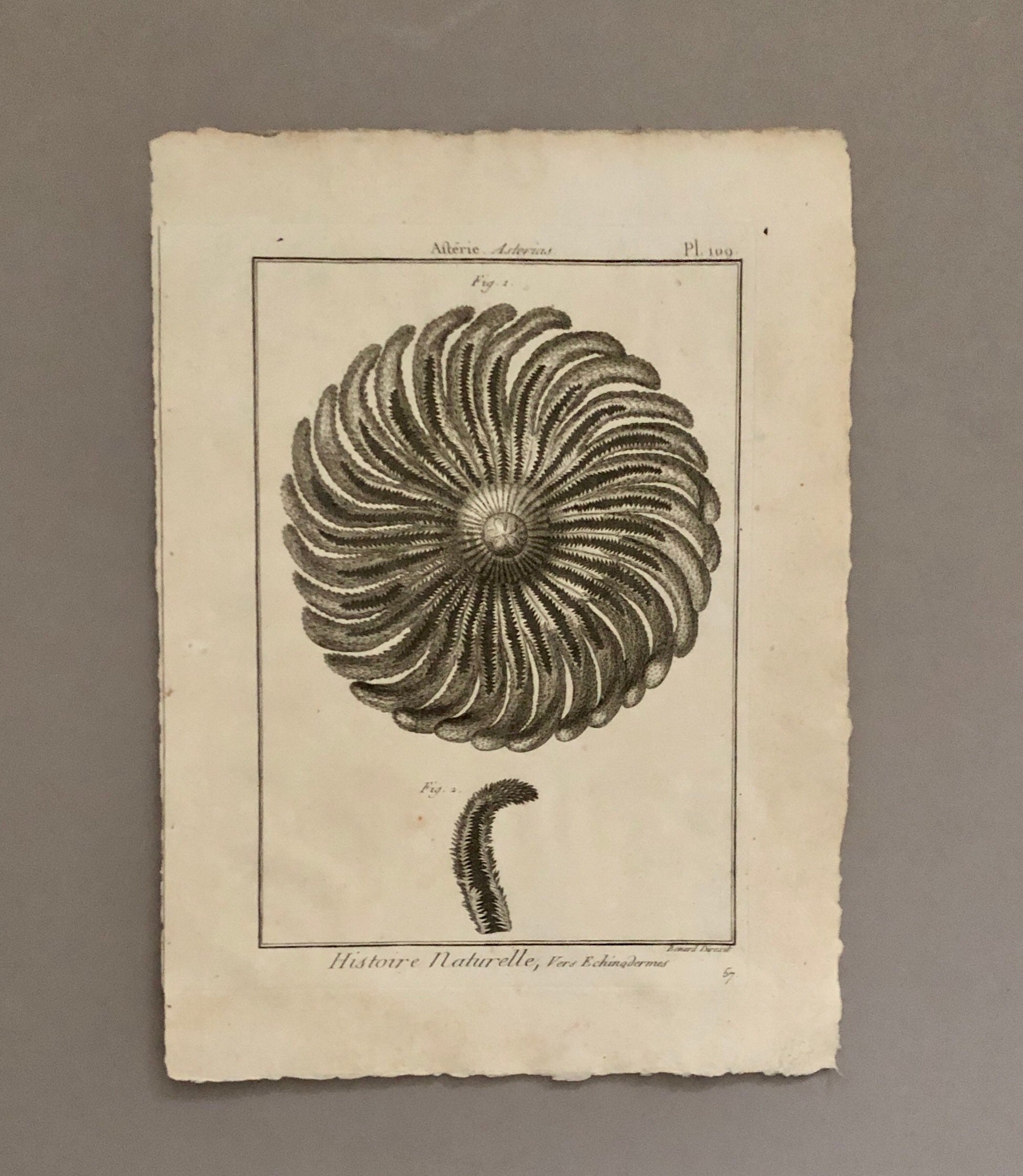 A Set of Six Original Engravings of Starfish. From The Tableau Encyclopedique . Circa 1790. Size: 31.5 x 23 cms.