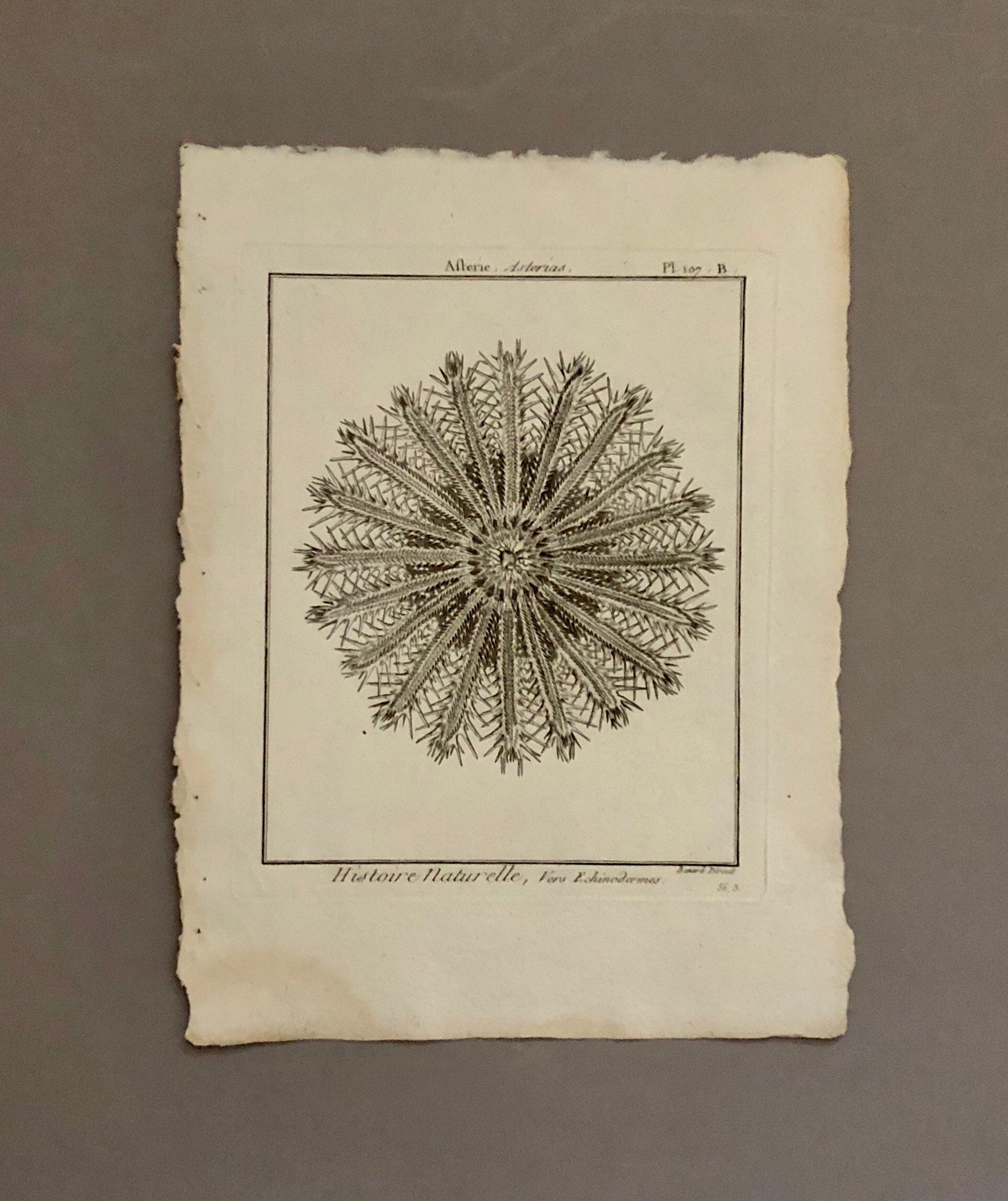 A Set of Four Original Engravings of Starfish. From The Tableau Encyclopedique . Circa 1790. Size: 31.5 x 23 cms.