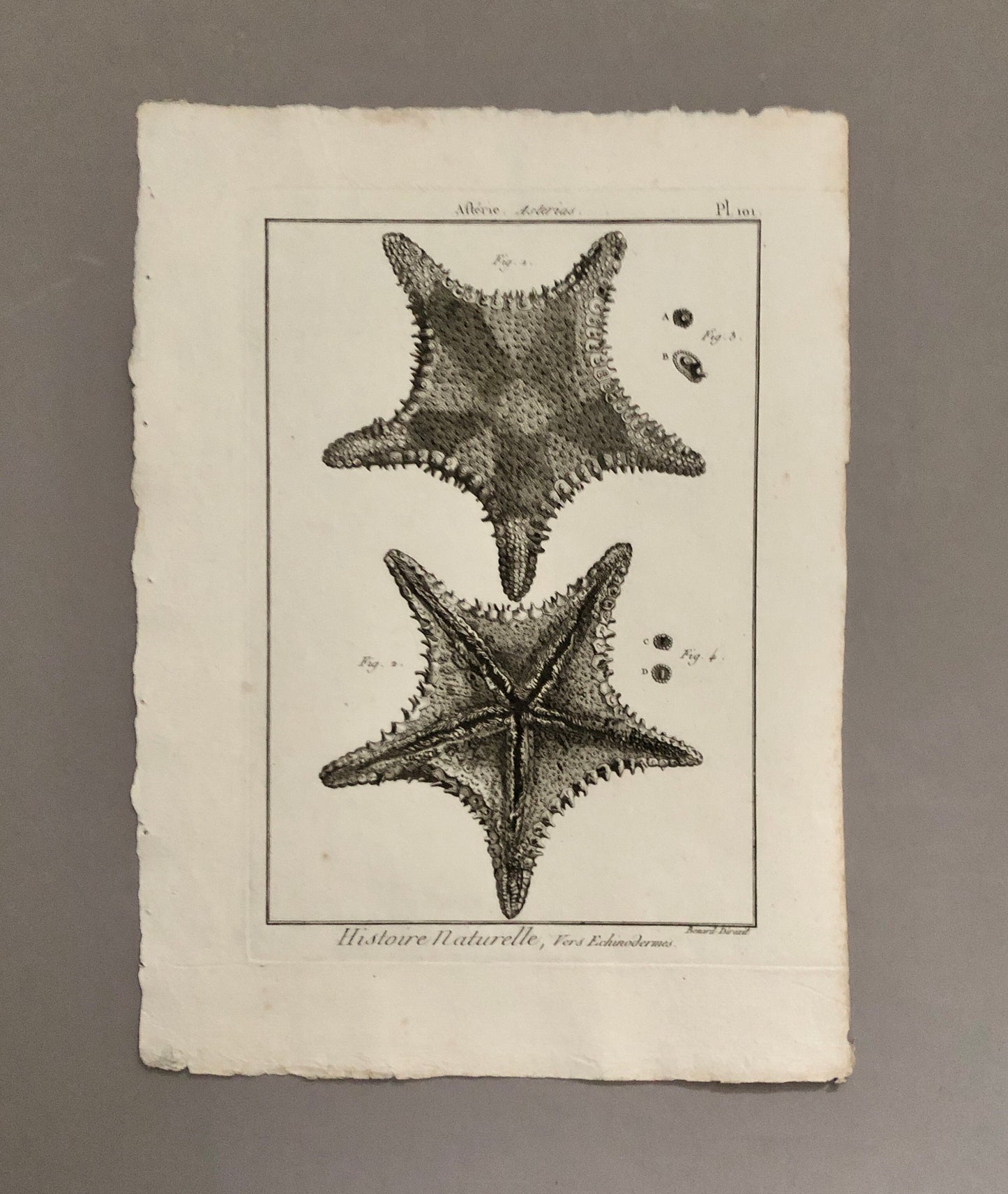 A Set of Six Original Engravings of Starfish. From The Tableau Encyclopedique . Circa 1790. Size: 31.5 x 23 cms.