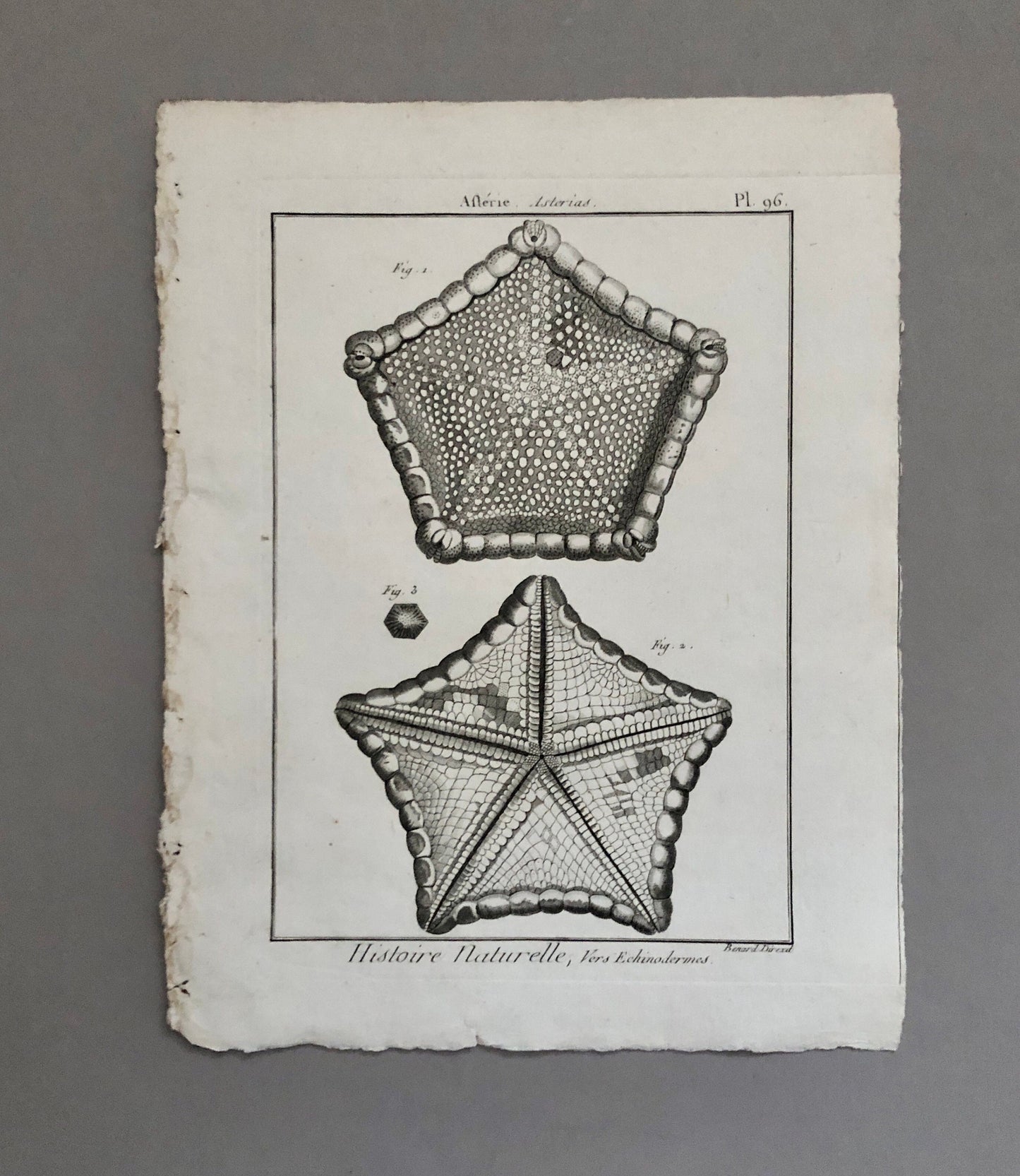 A Set of Six Original Engravings of Starfish. From The Tableau Encyclopedique . Circa 1790. Size: 31.5 x 23 cms.