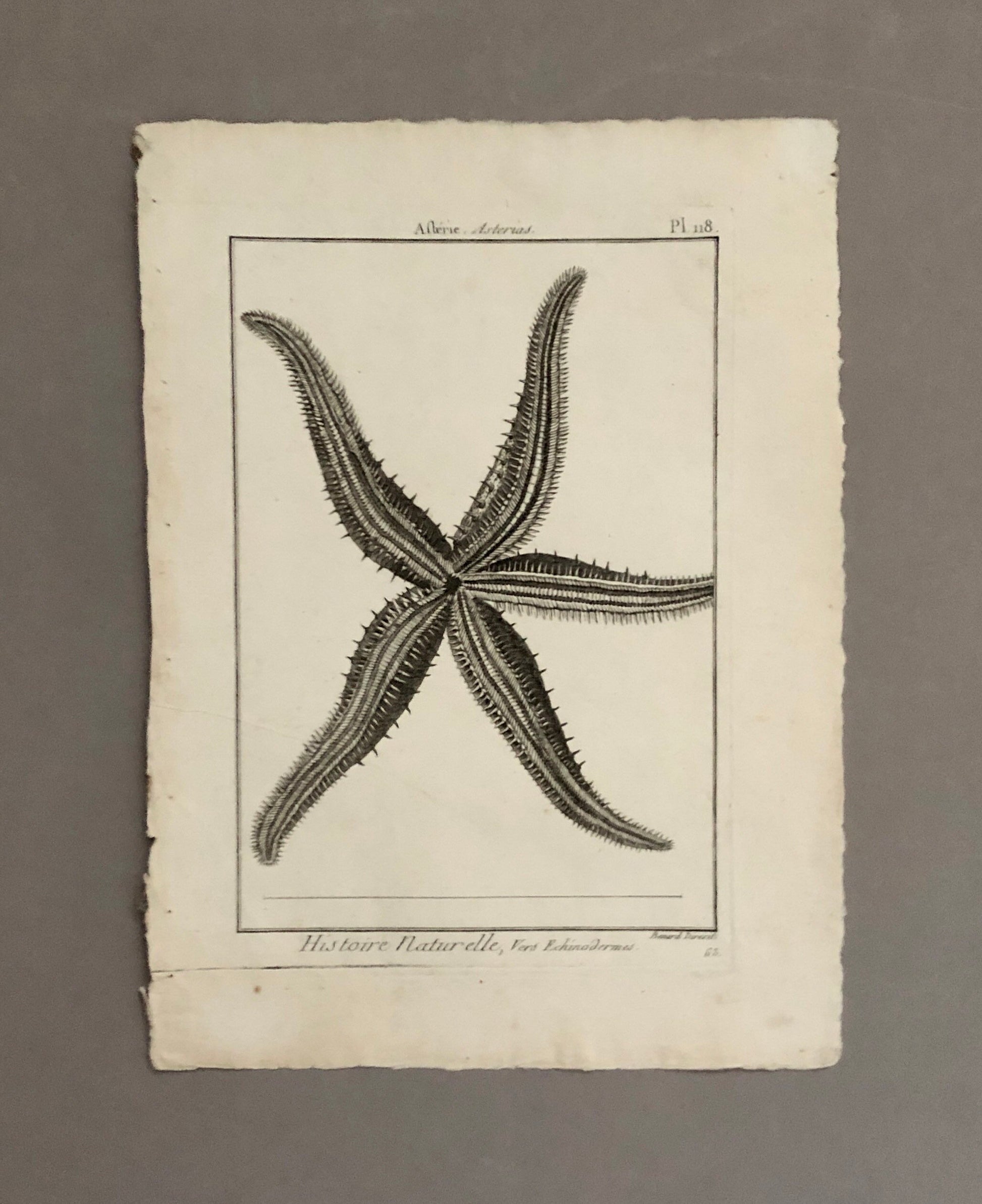A Set of Four Original Engravings of Starfish. From The Tableau Encyclopedique . Circa 1790. Size: 31.5 x 23 cms.