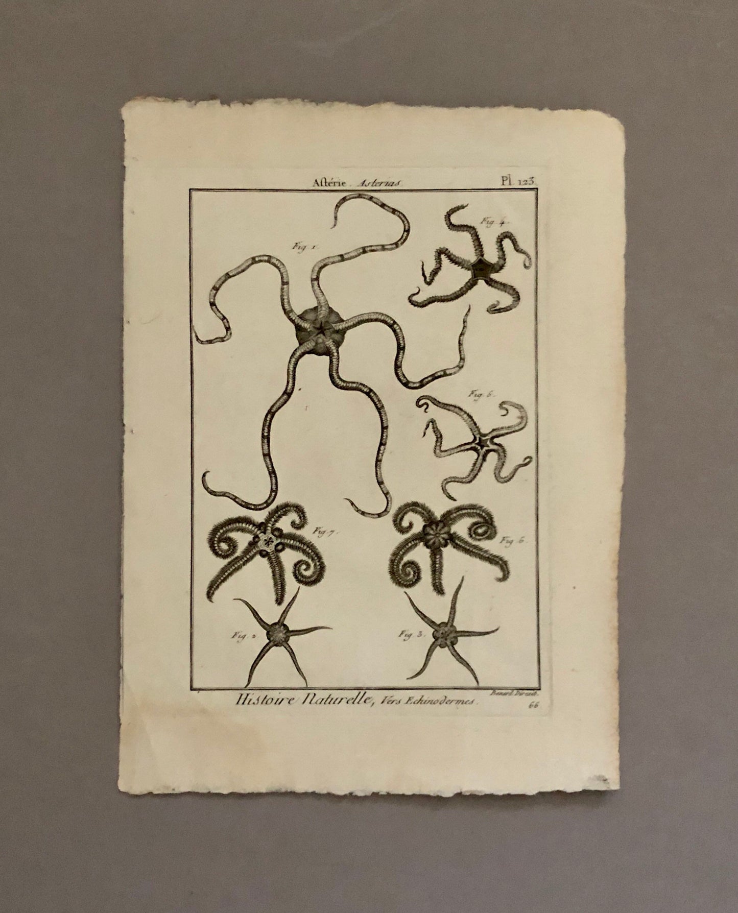 A Set of Four Original Engravings of Starfish. From The Tableau Encyclopedique . Circa 1790. Size: 31.5 x 23 cms.
