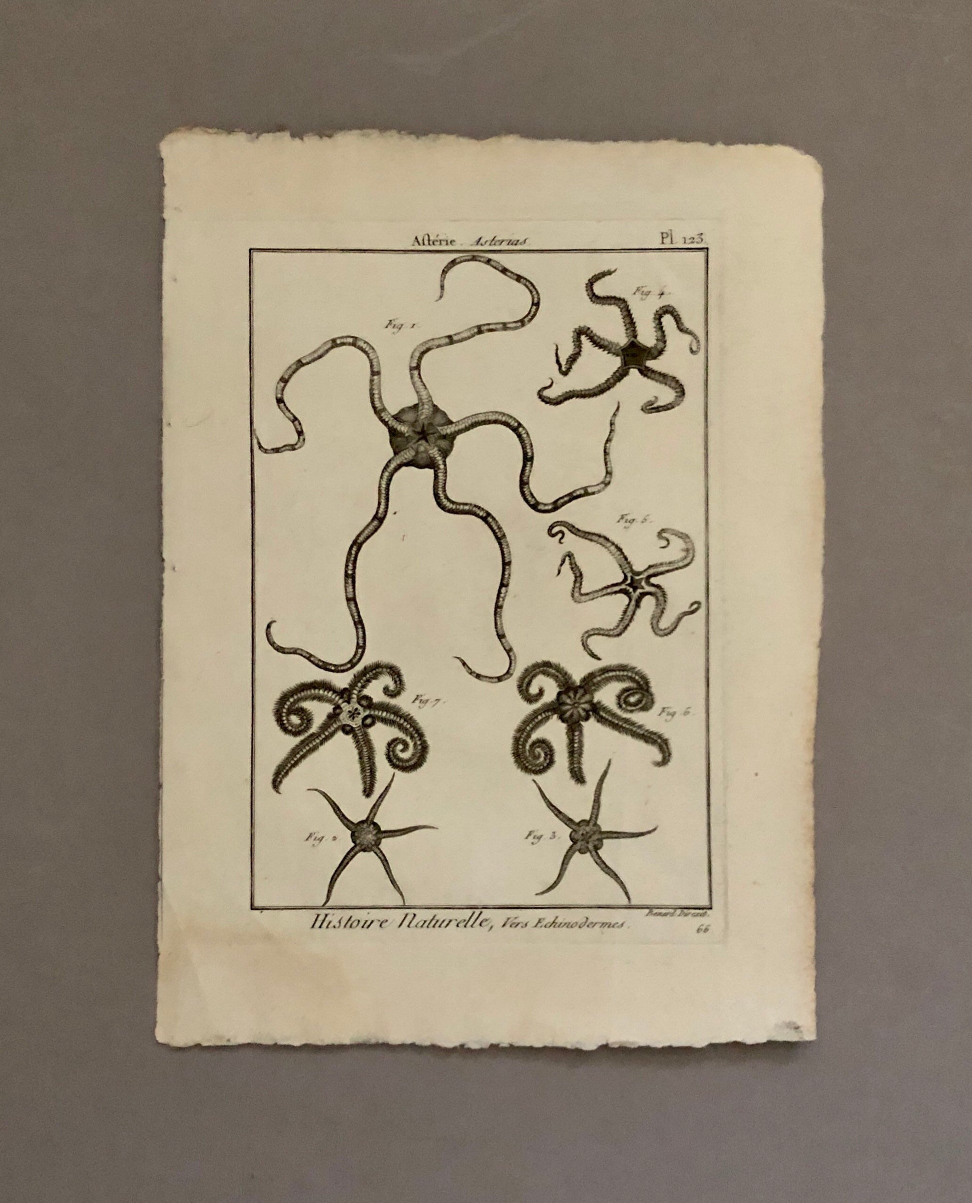 A Set of Four Original Engravings of Starfish. From The Tableau Encyclopedique . Circa 1790. Size: 31.5 x 23 cms.