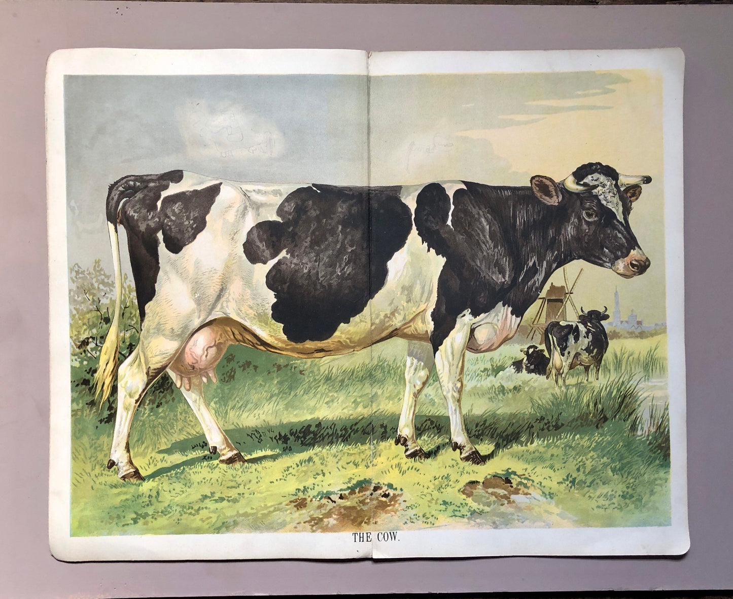 Book of Animals. Published by Browne and Browne of Newcastle In The Late 1800’s. Large Format. 7 Pictures. 26 x 41 cms.