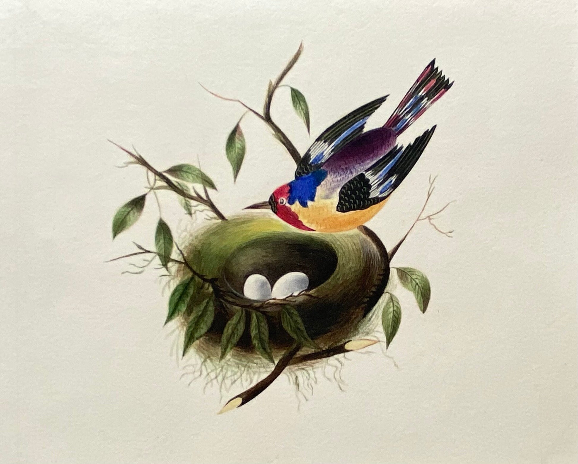 A Bird and It’s Nest. An Original Georgian Watercolour. Size: 12 x 16 cms.