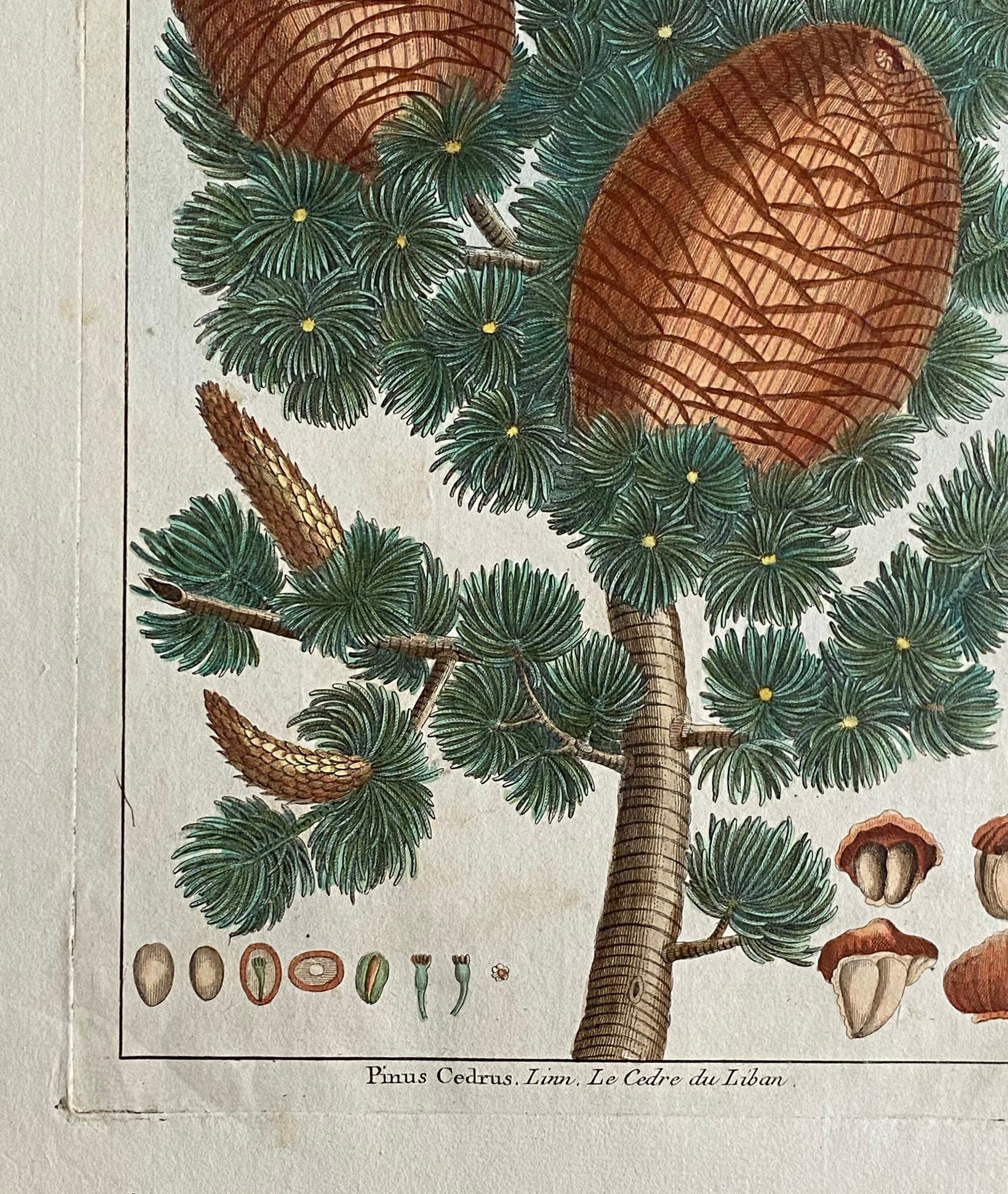Pinus Cedrus. Cedar Cones. A Hand Coloured Copper Plate Engraving by Pierre Joseph Buchoz. Circa 1770. Size: 47.5 x 29 cms.
