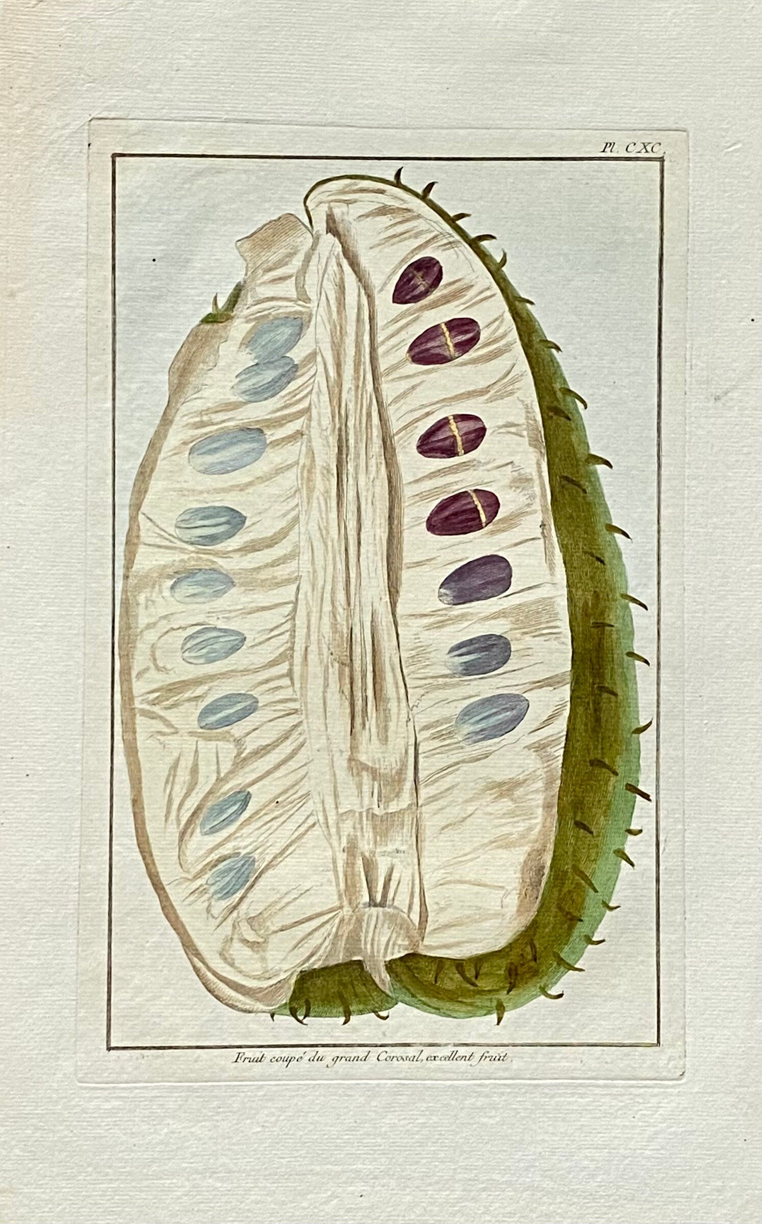 Fruit coupé Du Grand Corosal. A Hand Coloured Copper Plate Engraving by Pierre Joseph Buchoz. Circa 1770. Size: 47.5 x 29 cms.