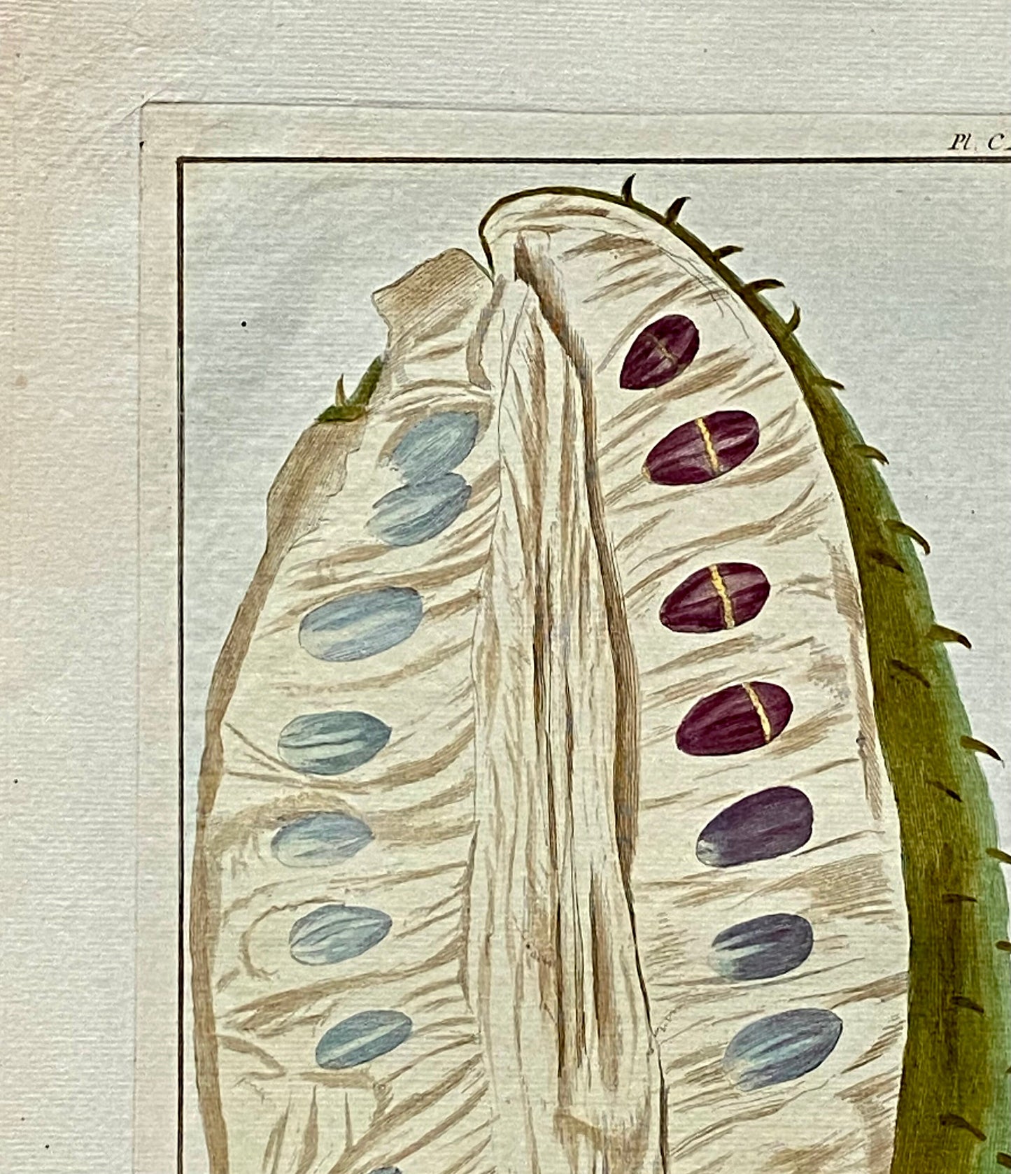 Fruit coupé Du Grand Corosal. A Hand Coloured Copper Plate Engraving by Pierre Joseph Buchoz. Circa 1770. Size: 47.5 x 29 cms.