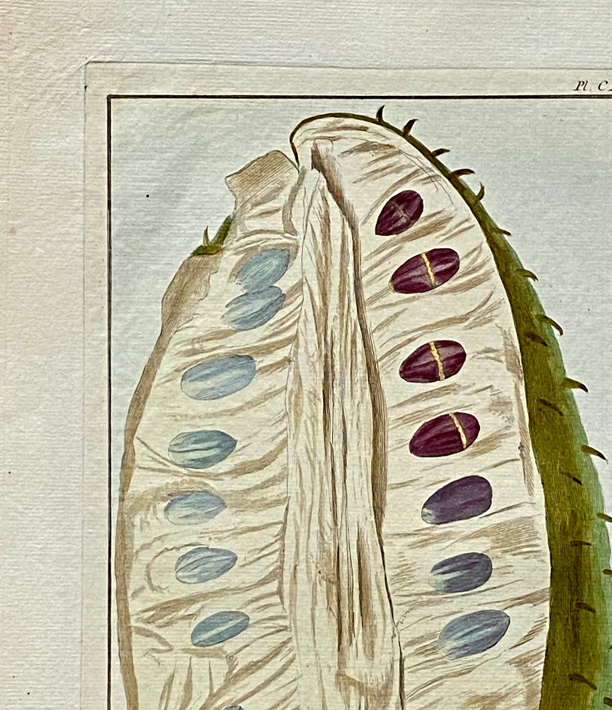 Fruit coupé Du Grand Corosal. A Hand Coloured Copper Plate Engraving by Pierre Joseph Buchoz. Circa 1770. Size: 47.5 x 29 cms.