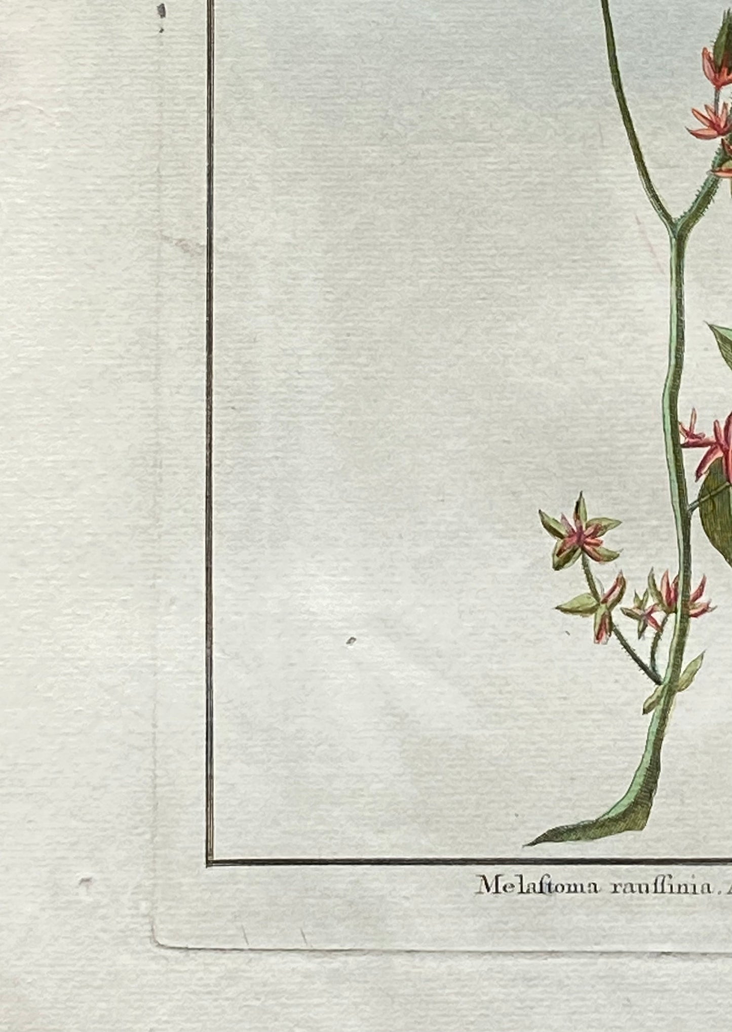 Melastoma Raussinia. A Hand Coloured Copper Plate Engraving by Pierre Joseph Buchoz. Circa 1770. Size: 47.5 x 29 cms.