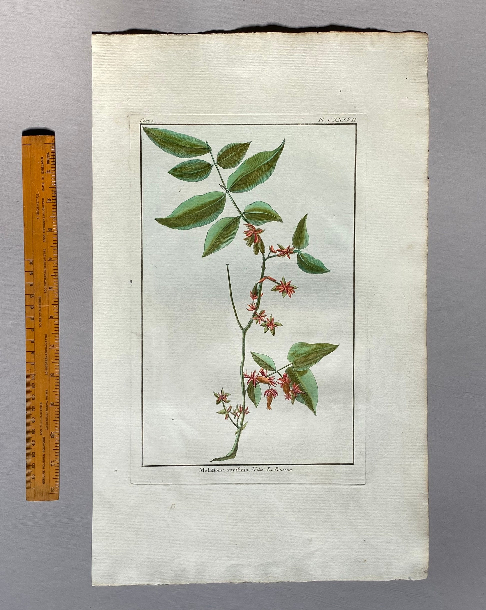 Melastoma Raussinia. A Hand Coloured Copper Plate Engraving by Pierre Joseph Buchoz. Circa 1770. Size: 47.5 x 29 cms.