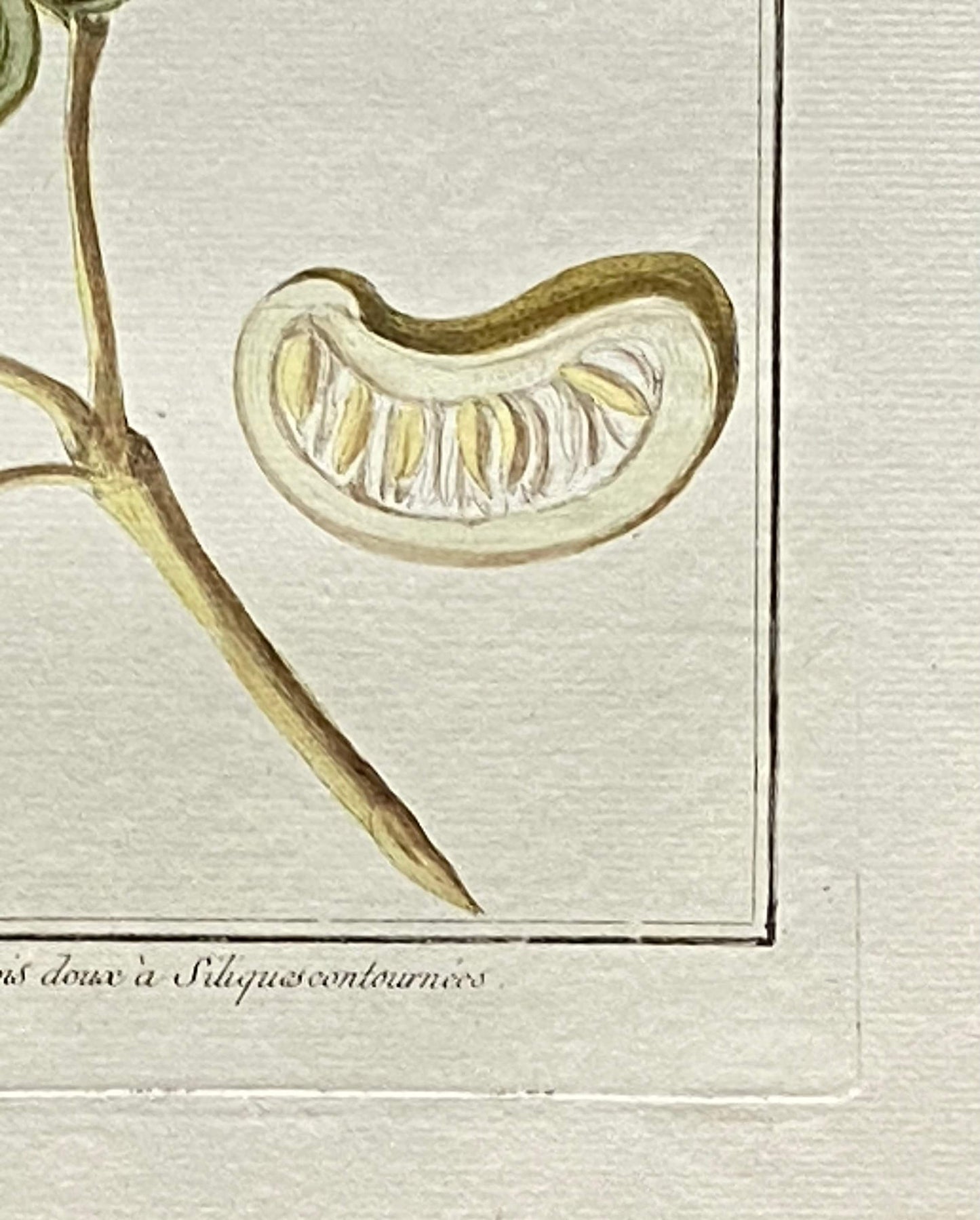Mimosa contorta. A Hand Coloured Copper Plate Engraving by Pierre Joseph Buchoz. Circa 1770. Size: 47.5 x 29 cms.