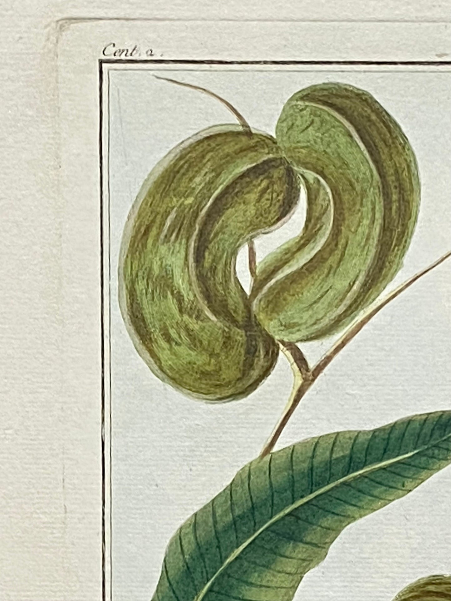 Mimosa contorta. A Hand Coloured Copper Plate Engraving by Pierre Joseph Buchoz. Circa 1770. Size: 47.5 x 29 cms.
