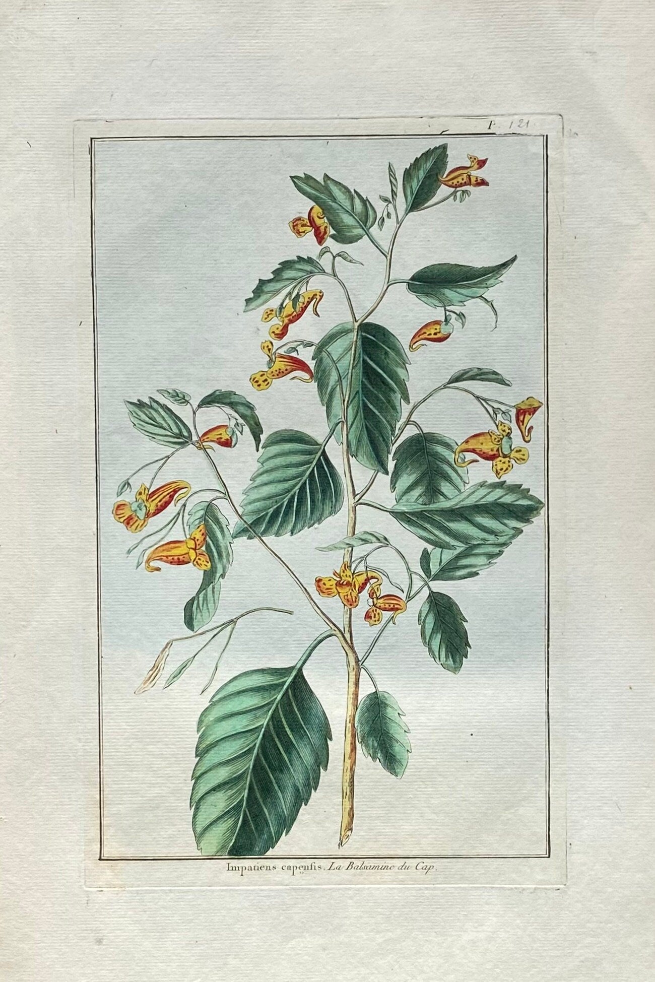 Impatiens cape sis. A Hand Coloured Copper Plate Engraving by Pierre Joseph Buchoz. Circa 1770. Size: 47.5 x 29 cms.