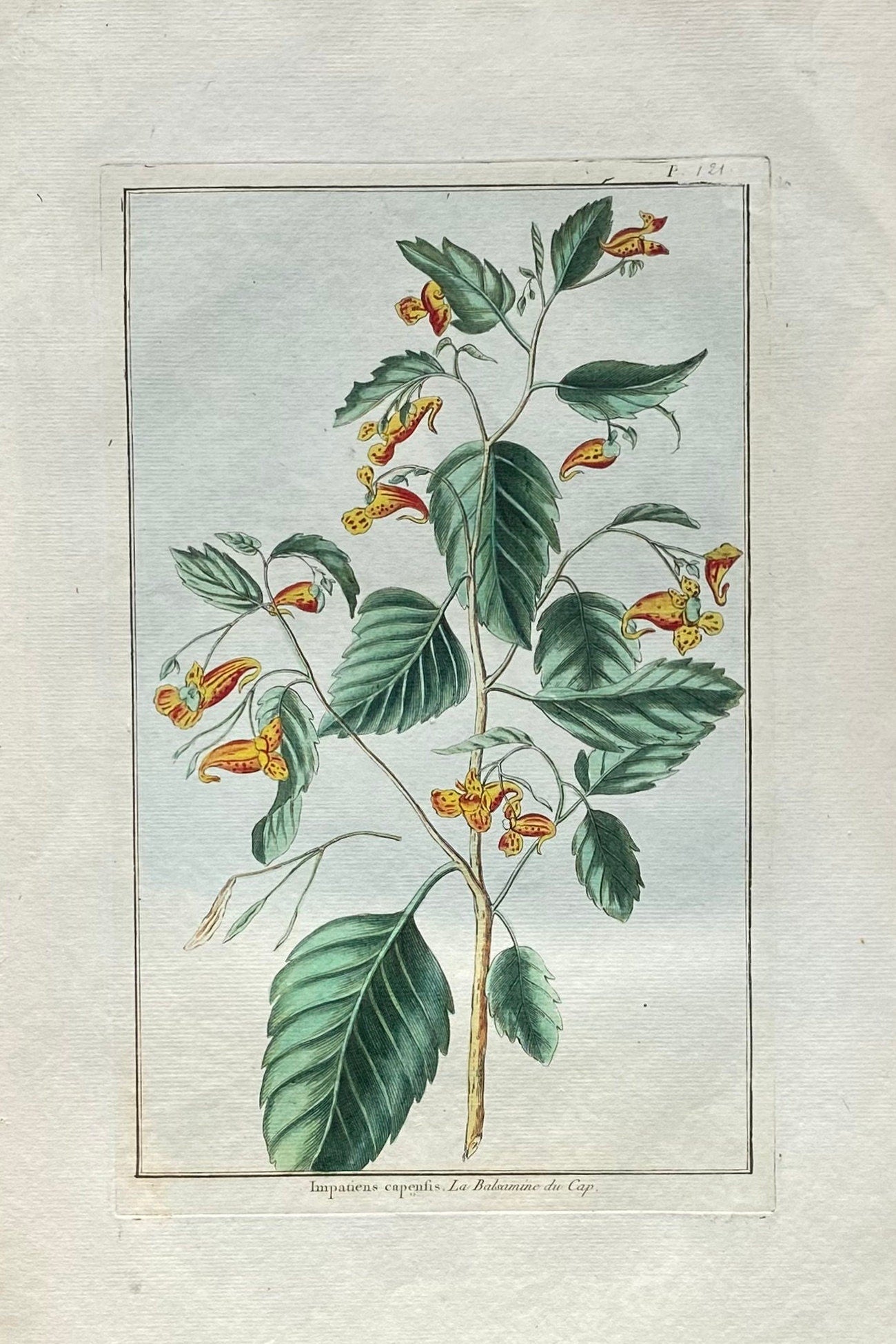 Impatiens cape sis. A Hand Coloured Copper Plate Engraving by Pierre Joseph Buchoz. Circa 1770. Size: 47.5 x 29 cms.