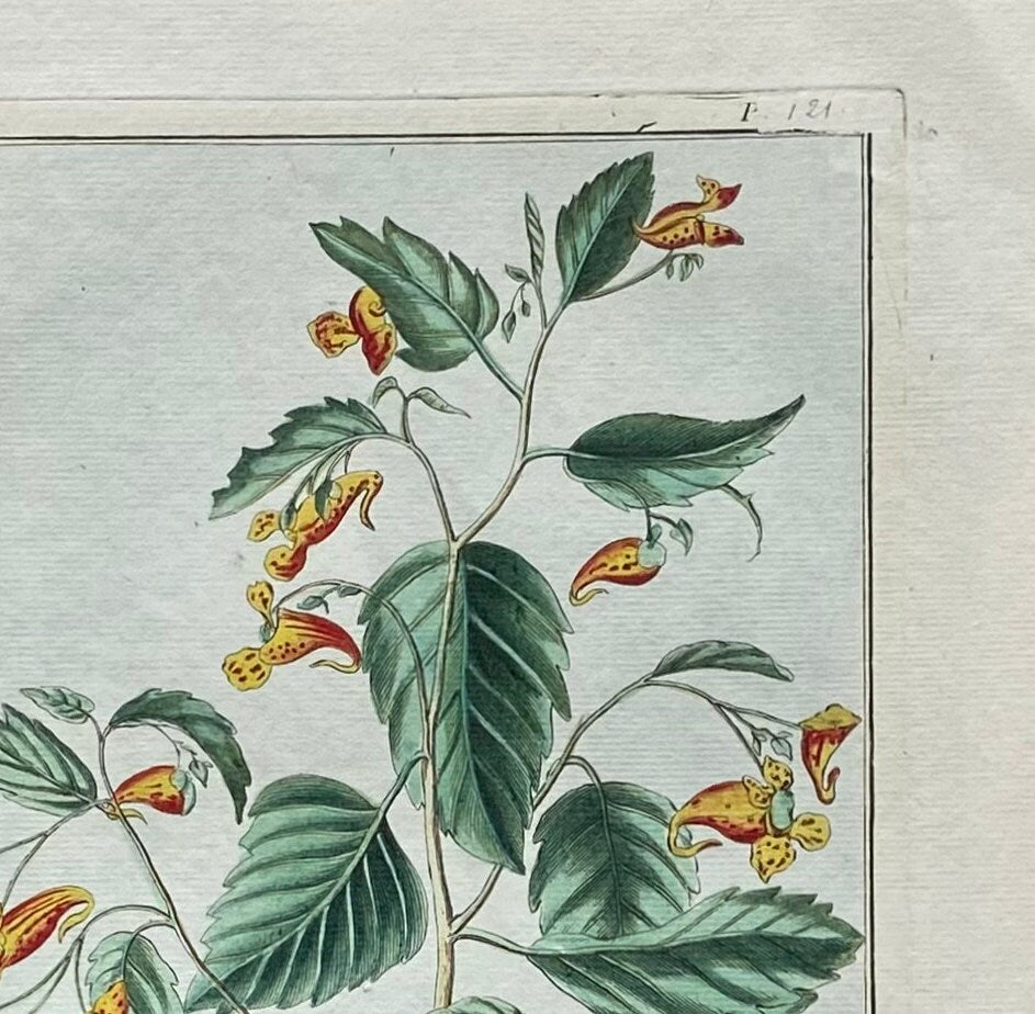 Impatiens cape sis. A Hand Coloured Copper Plate Engraving by Pierre Joseph Buchoz. Circa 1770. Size: 47.5 x 29 cms.