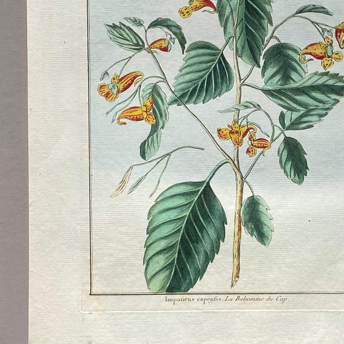 Impatiens cape sis. A Hand Coloured Copper Plate Engraving by Pierre Joseph Buchoz. Circa 1770. Size: 47.5 x 29 cms.