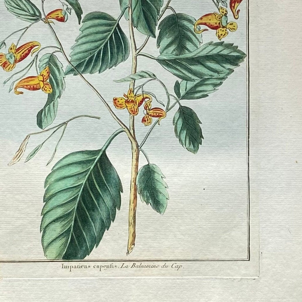 Impatiens cape sis. A Hand Coloured Copper Plate Engraving by Pierre Joseph Buchoz. Circa 1770. Size: 47.5 x 29 cms.