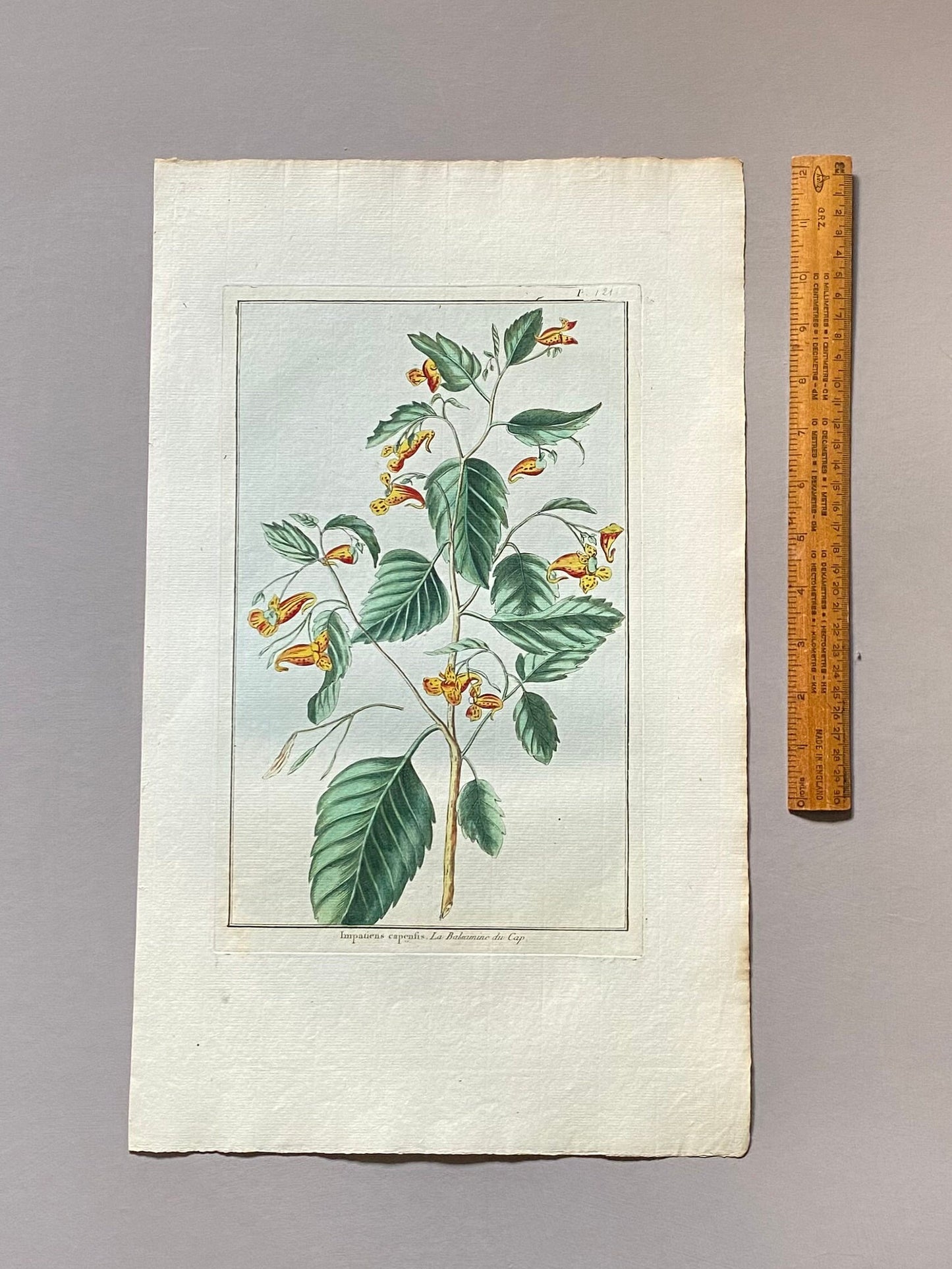 Impatiens cape sis. A Hand Coloured Copper Plate Engraving by Pierre Joseph Buchoz. Circa 1770. Size: 47.5 x 29 cms.