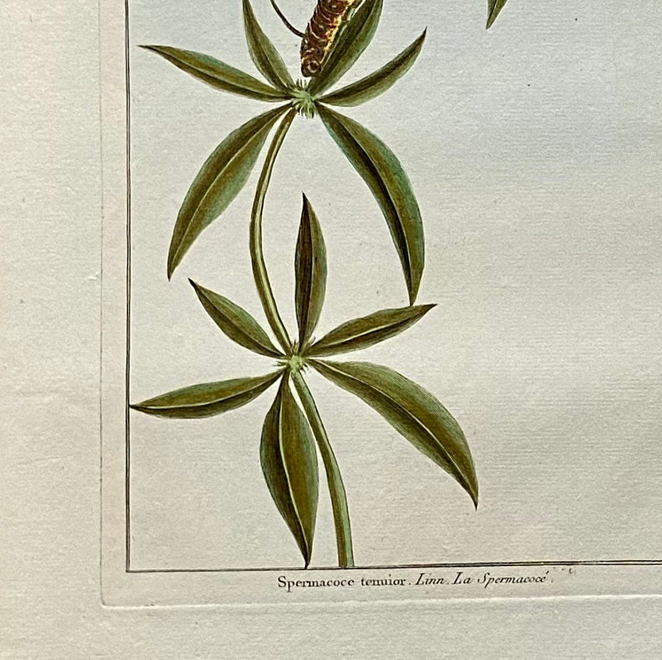 Spermacoce termior. A Hand Coloured Copper Plate Engraving by Pierre Joseph Buchoz. Circa 1770. Size: 47.5 x 29 cms.