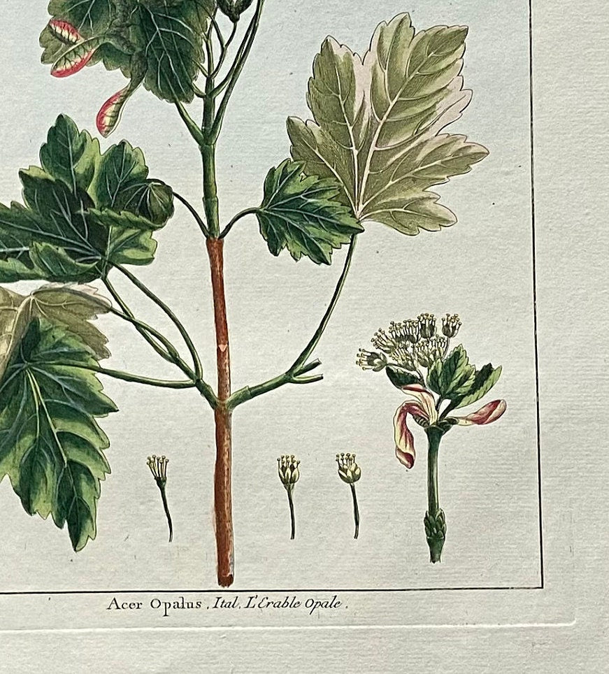 Acer Opalus. An Original Hand Coloured Copper Plate Engraving by Pierre Joseph Buchoz. 1770s. Size: 47.5 x 29 cms.
