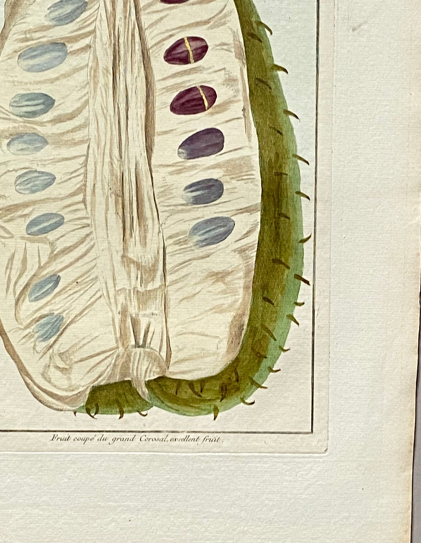 Fruit coupé Du Grand Corosal. A Hand Coloured Copper Plate Engraving by Pierre Joseph Buchoz. Circa 1770. Size: 47.5 x 29 cms.