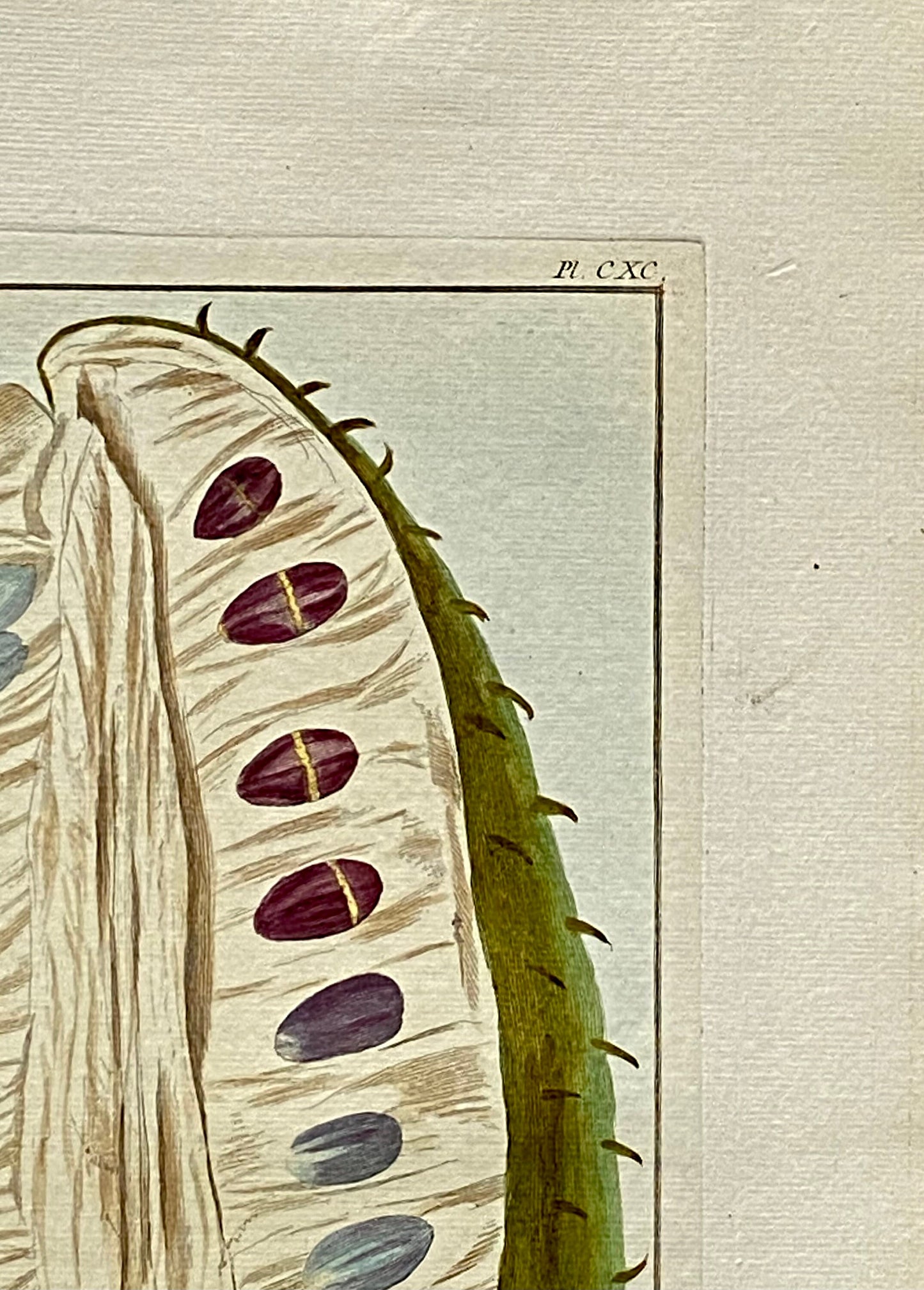 Fruit coupé Du Grand Corosal. A Hand Coloured Copper Plate Engraving by Pierre Joseph Buchoz. Circa 1770. Size: 47.5 x 29 cms.