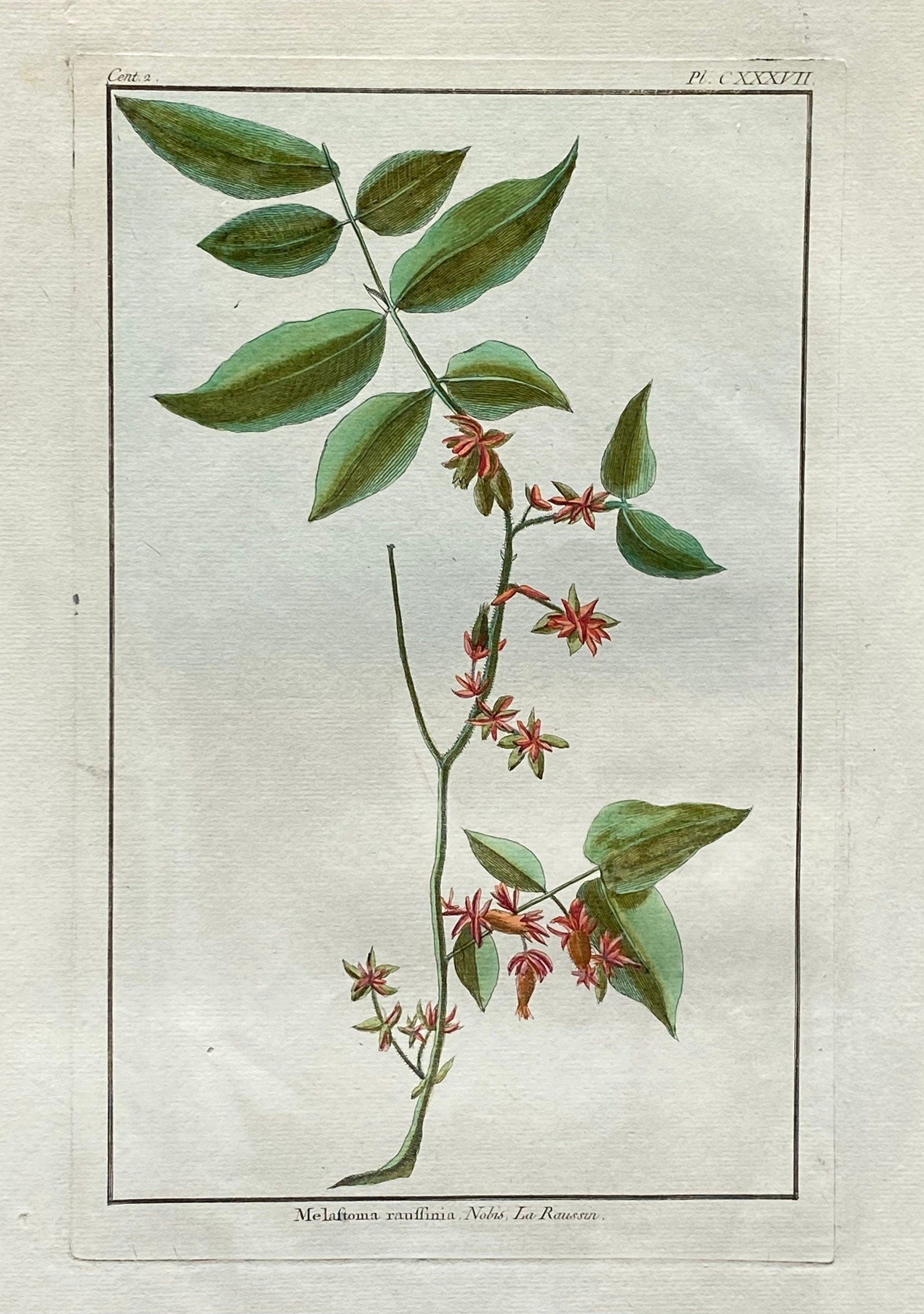 Melastoma Raussinia. A Hand Coloured Copper Plate Engraving by Pierre Joseph Buchoz. Circa 1770. Size: 47.5 x 29 cms.