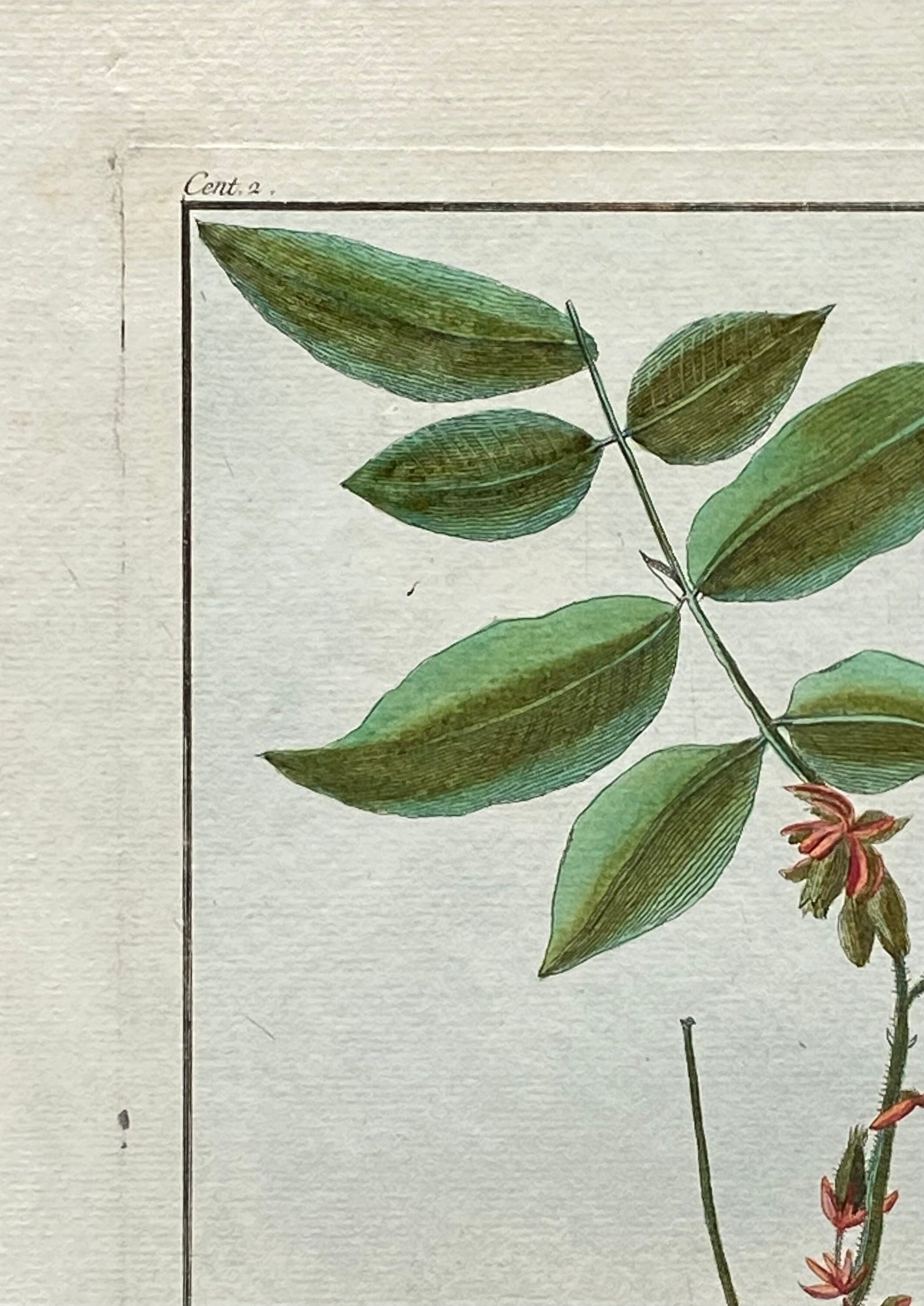 Melastoma Raussinia. A Hand Coloured Copper Plate Engraving by Pierre Joseph Buchoz. Circa 1770. Size: 47.5 x 29 cms.