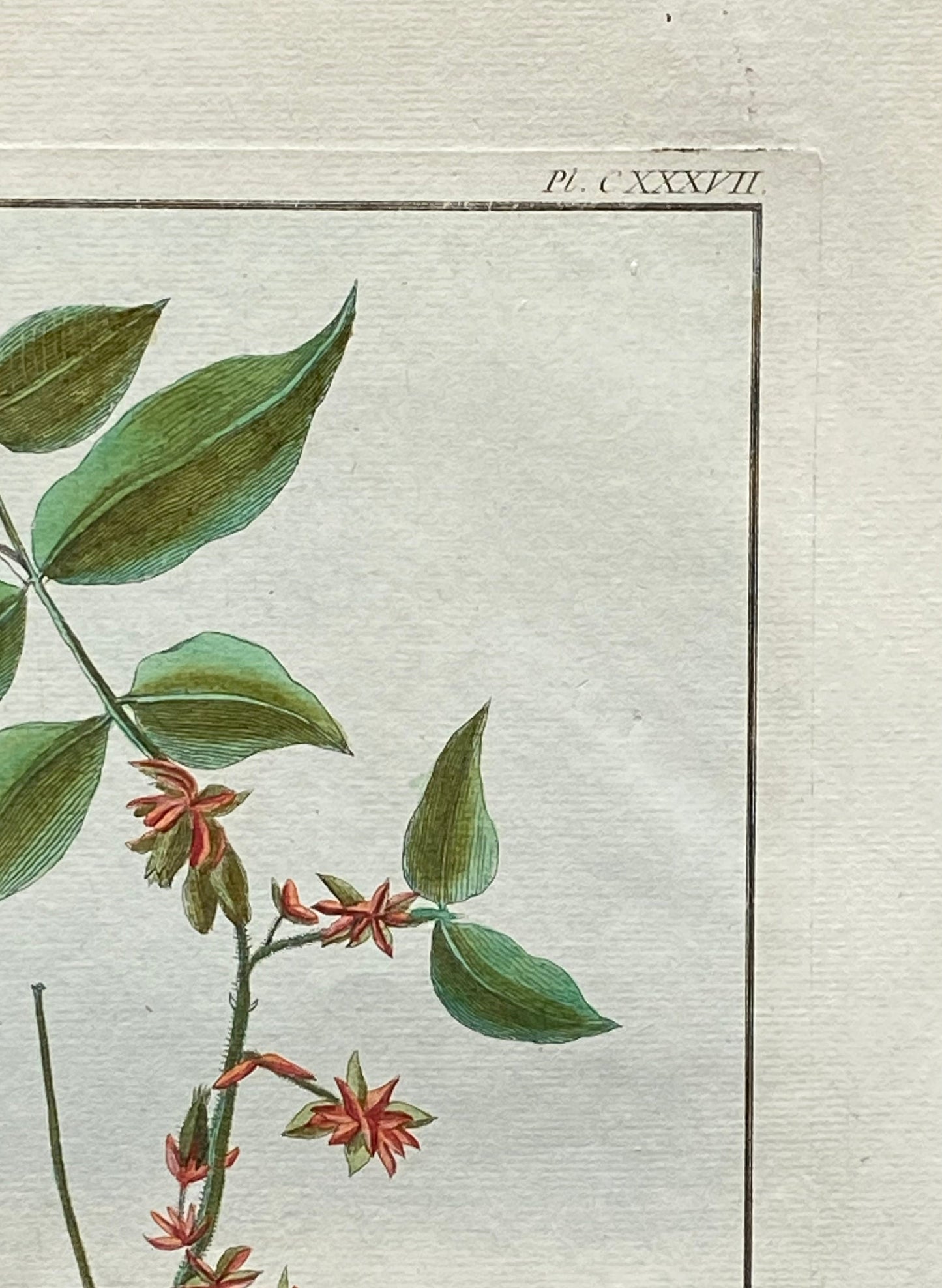 Melastoma Raussinia. A Hand Coloured Copper Plate Engraving by Pierre Joseph Buchoz. Circa 1770. Size: 47.5 x 29 cms.