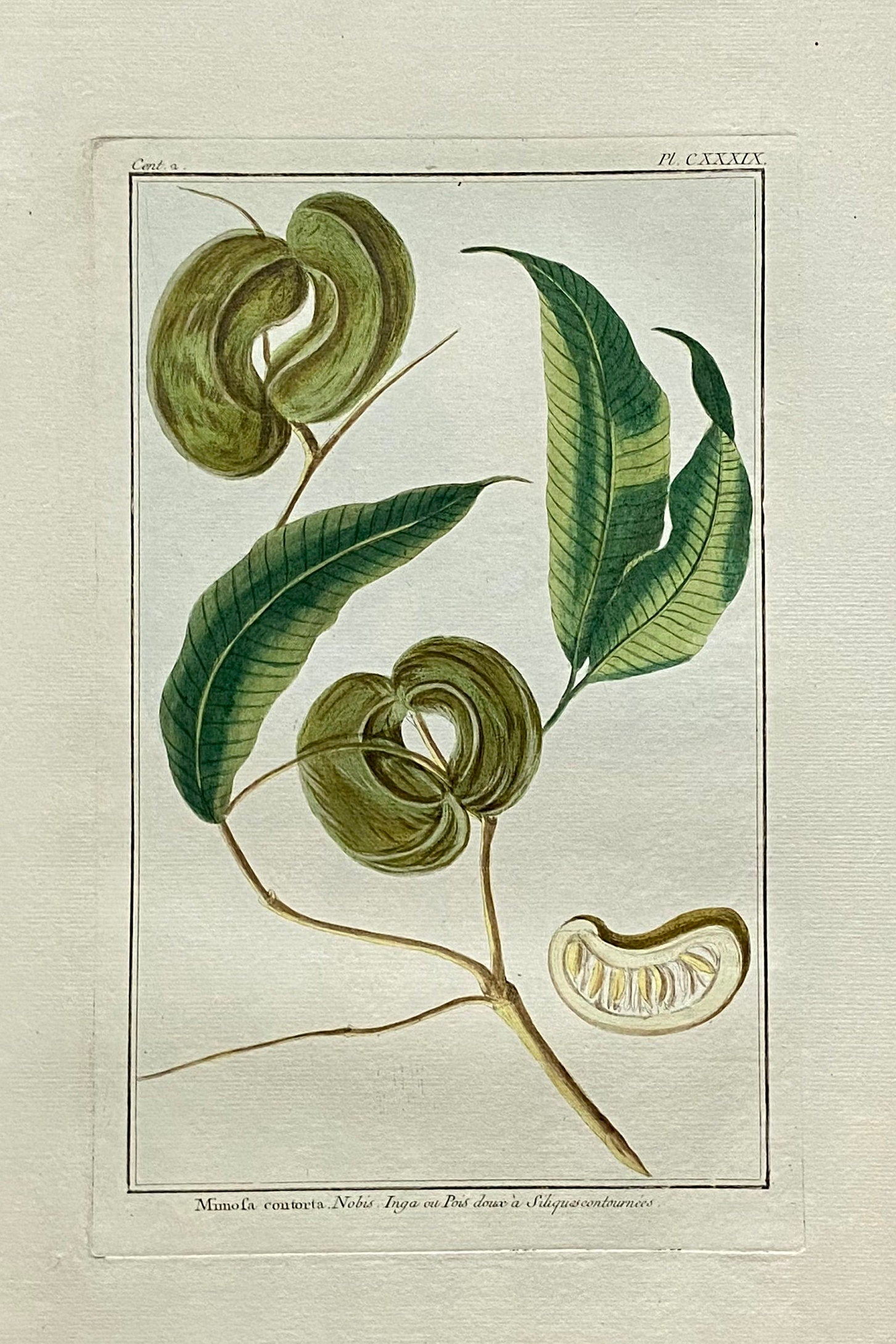 Mimosa contorta. A Hand Coloured Copper Plate Engraving by Pierre Joseph Buchoz. Circa 1770. Size: 47.5 x 29 cms.