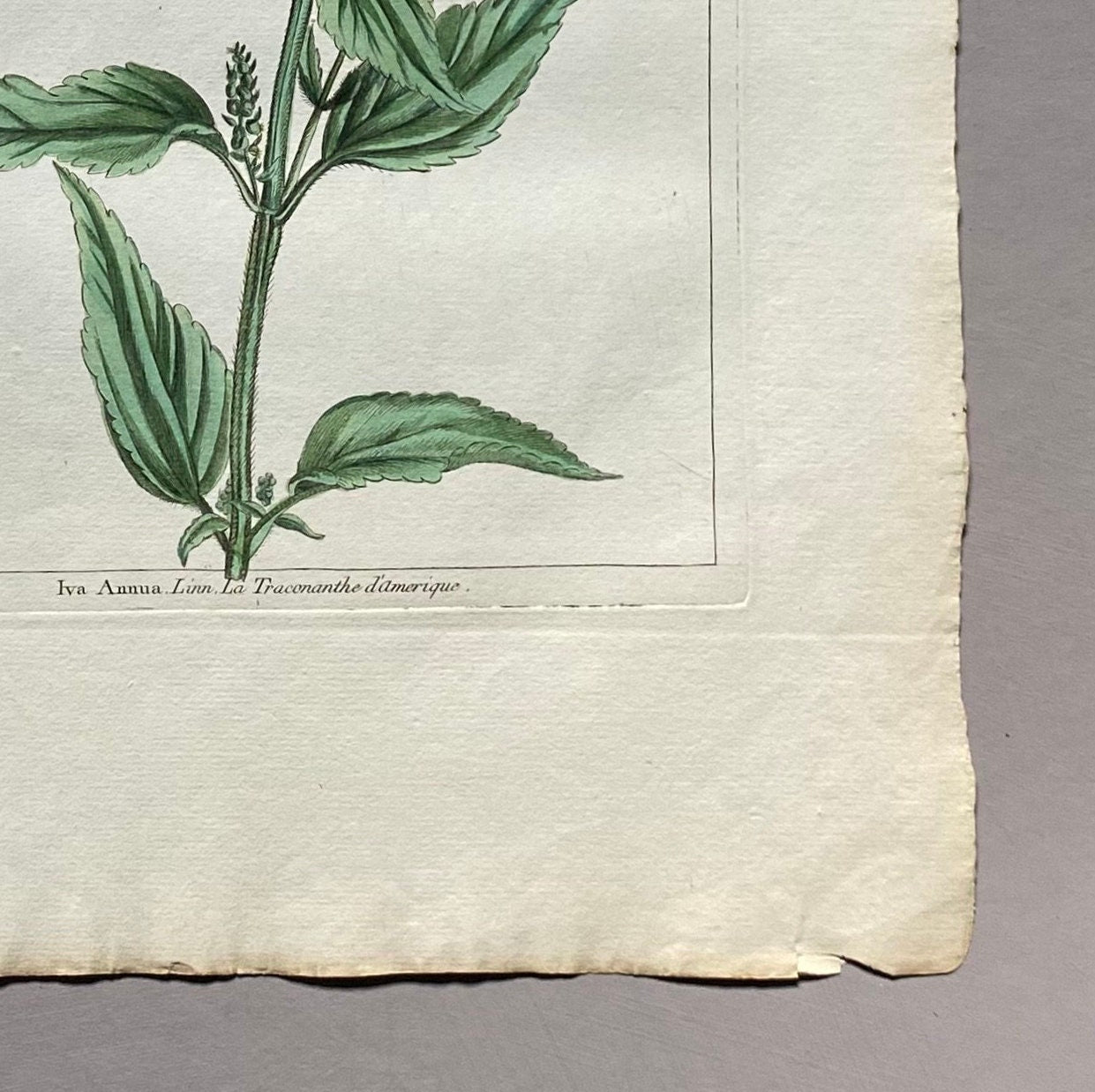 Iva Annua. Sumpweed. A Hand Coloured Copper Plate Engraving by Pierre Joseph Buchoz. Circa 1770. Size: 47.5 x 29 cms.