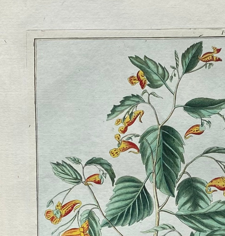 Impatiens cape sis. A Hand Coloured Copper Plate Engraving by Pierre Joseph Buchoz. Circa 1770. Size: 47.5 x 29 cms.