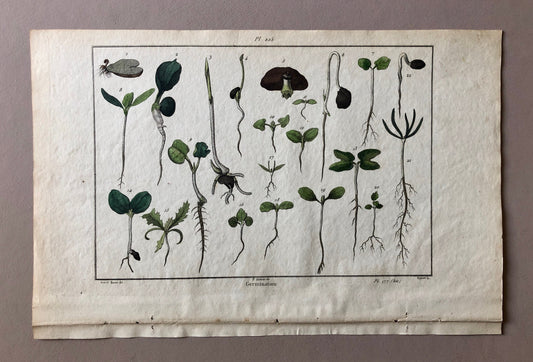 An Antique Print, From A French Dictionary Featuring Germinating Plants. Size: 28. X 18 cms.