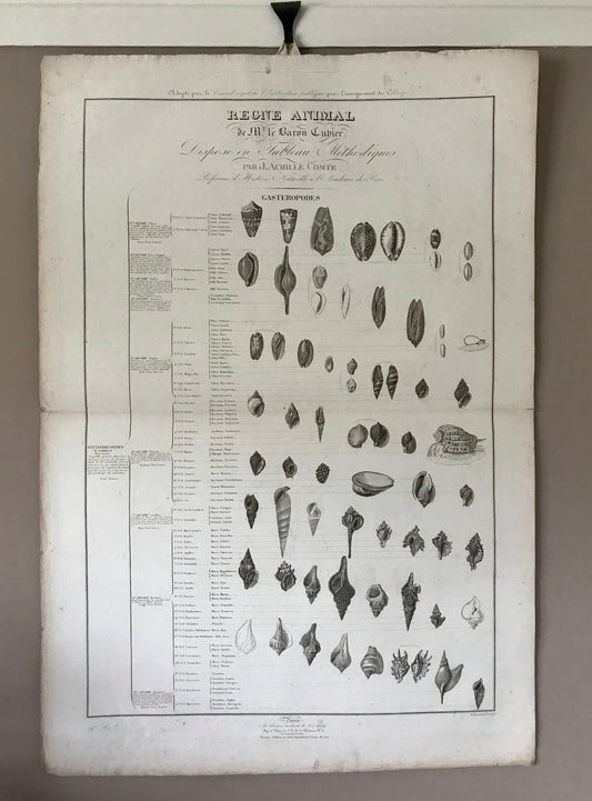 An Antique Poster Sized Engraving of Shells. (1827) From Le Regne Animal by Baron Cuvier. Drawn by Comte. Engraved by Remond. 57.5 x 83cms.