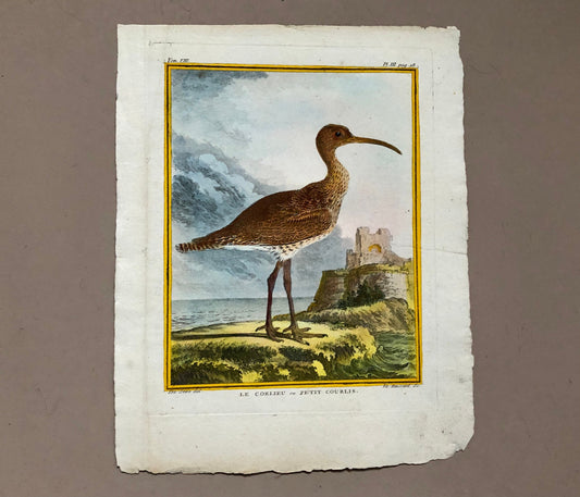 Le Corlieu ou Petit Courlis. An Engraving From “ Histoire Naturelle Des Oiseaux” by Buffon. Circa 1780 . Size: 27 x 21 .5 cms.