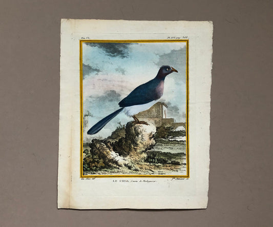 Le Coua. An Antique Engraving from “Histoire Naturelle Des Oiseaux’ by Buffon. Circa 1770. Near Fine Condition. Size: 26 x 21 cms.