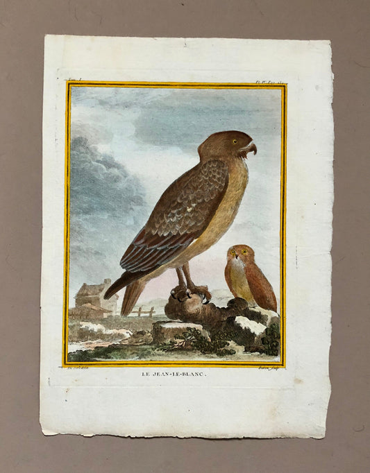 Le Jean-Le-Blanc. A Hand-coloured Engraving from “Histoire Naturelle Des Oiseaux’ by Buffon. Circa 1770. Size: 27 x 19.5 cms.