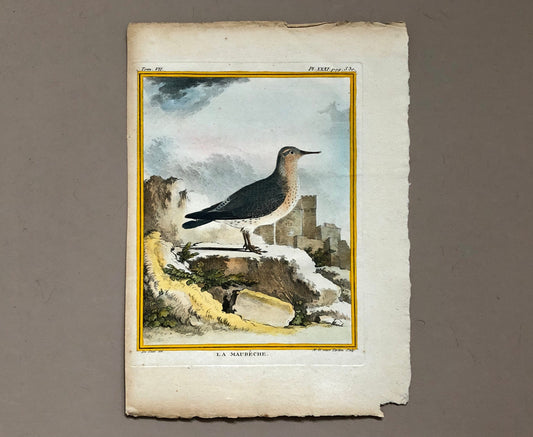 La Maubêche. An Engraving From”Histoire Naturelle Des Oiseaux” by Buffon. Circa 1770. Near Fine Condition. Size: 27 x 19.5 cms