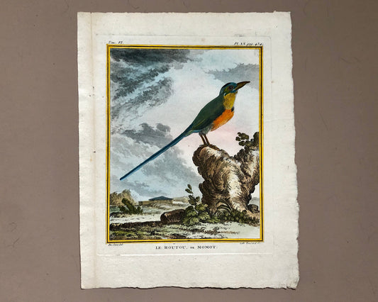 Le Houtou. An Engraving From ‘Histoire Naturelle Des Oiseaux’ by Buffon. Circa 1770. Fine Condition. Size: 26.6 x 21 cms.
