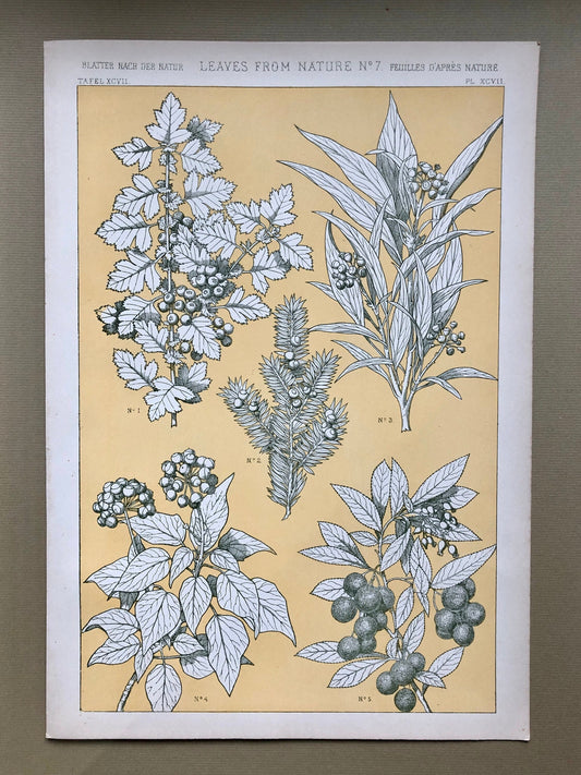 Leaves From Nature No 7. An Original Plate From The Grammar of Ornament by Owen Jones (1809 - 68). Size: 33 x 23 cms.