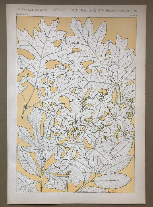 Leaves From Nature No 4. An Original Plate From The Grammar of Ornament by Owen Jones (1809 - 68). Size: 33 x 23 cms.